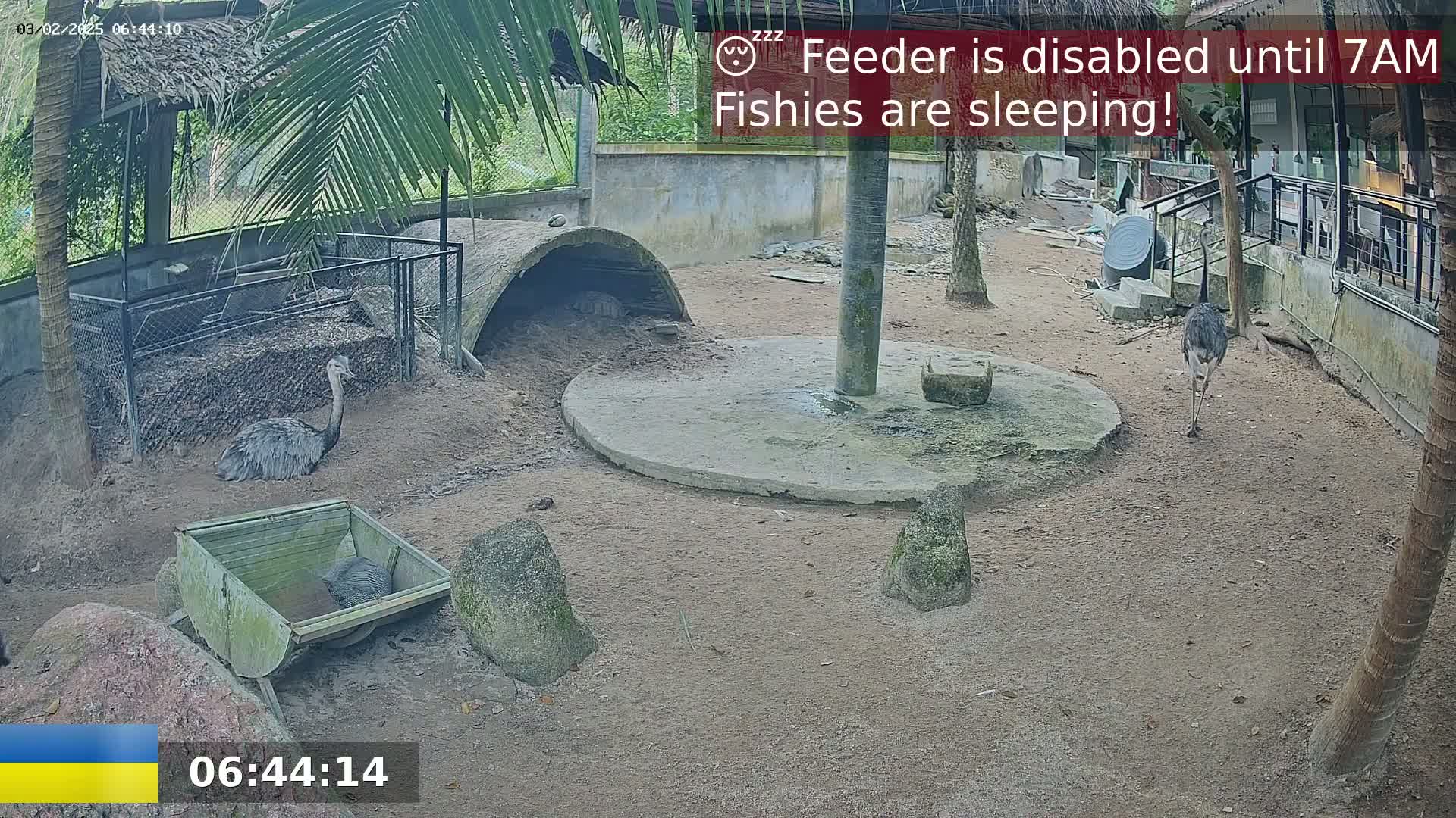 Two rheas are in an enclosure with a concrete feeding area and small shelter, in a sandy outdoor area shaded by palm trees.