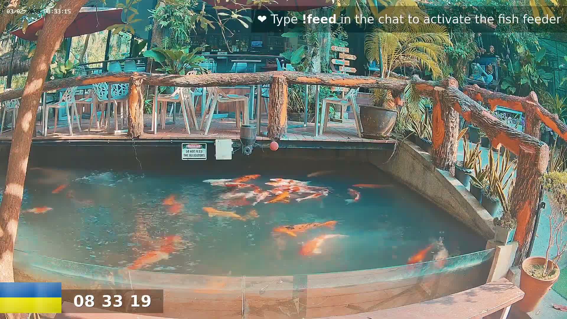 A koi pond with numerous orange and white koi is situated beneath an outdoor patio with wooden railings and seating, under sunny conditions.