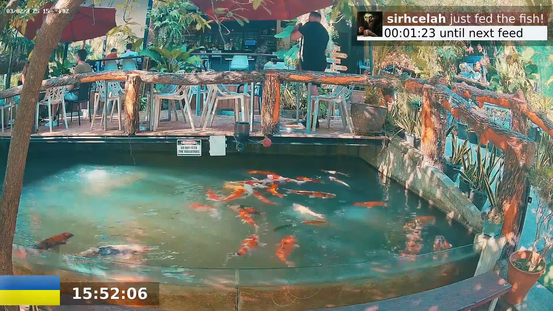 A koi pond with numerous fish swimming is situated below an outdoor patio with wooden railings and seating, surrounded by lush greenery under sunny skies.