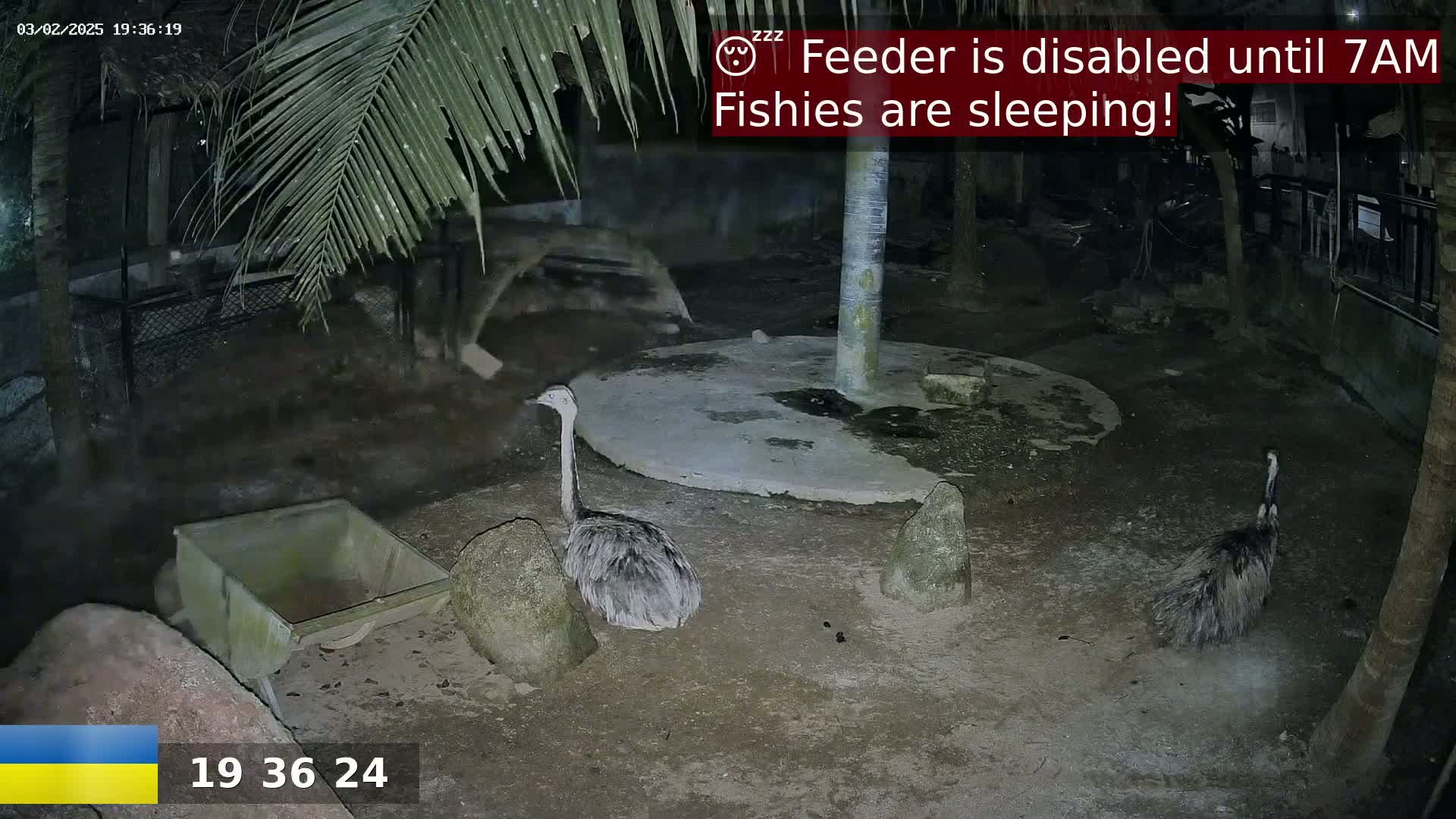 Two rheas are standing in a dark, outdoor enclosure at night.
