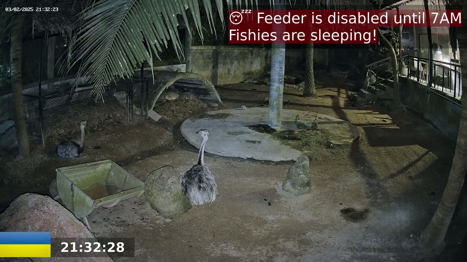 At night, an enclosure contains two rheas, a small wooden trough, and several rocks under a palm tree.