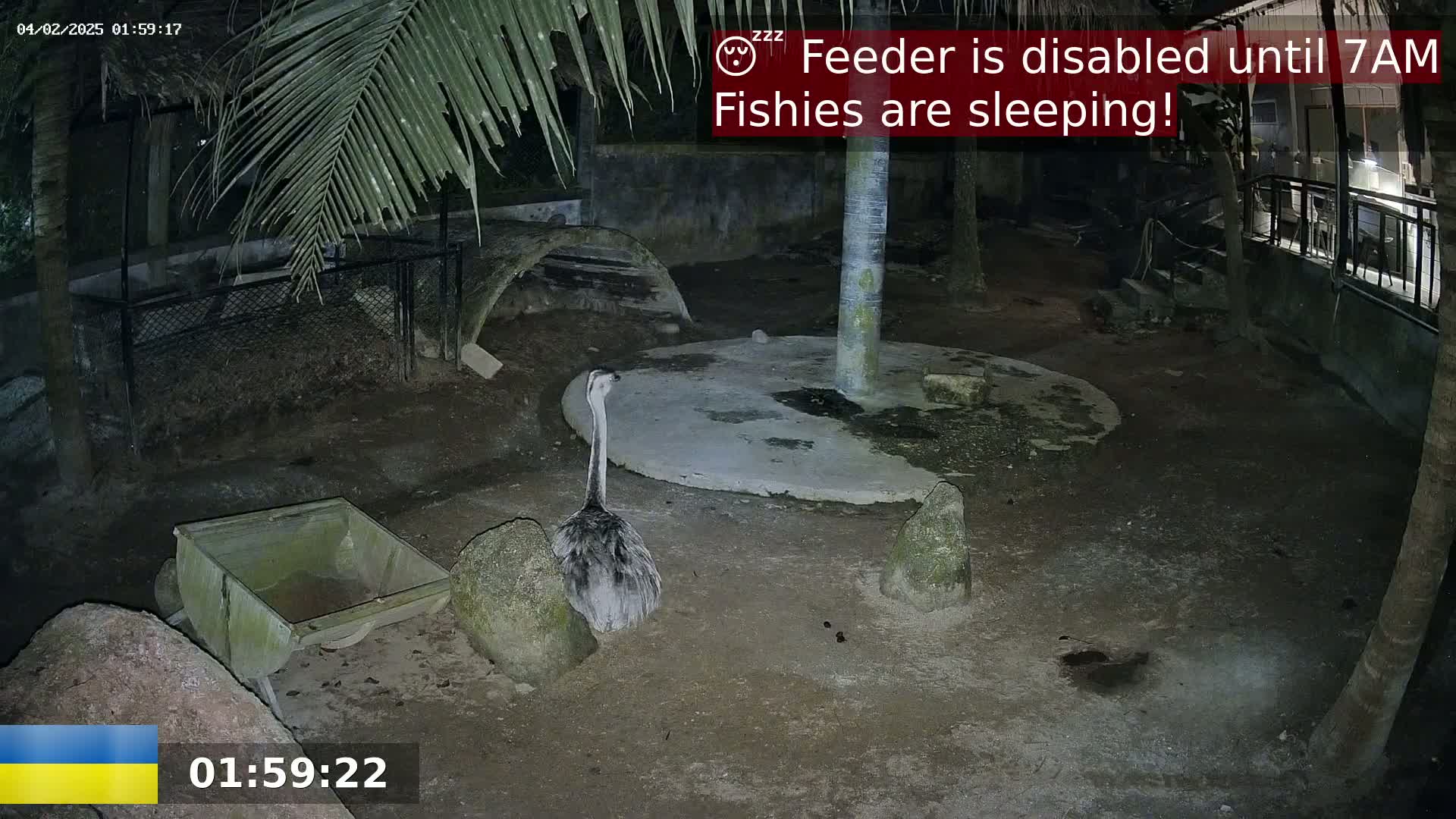 A rhea stands in a dark, outdoor enclosure at night, near a small trough and under palm trees.