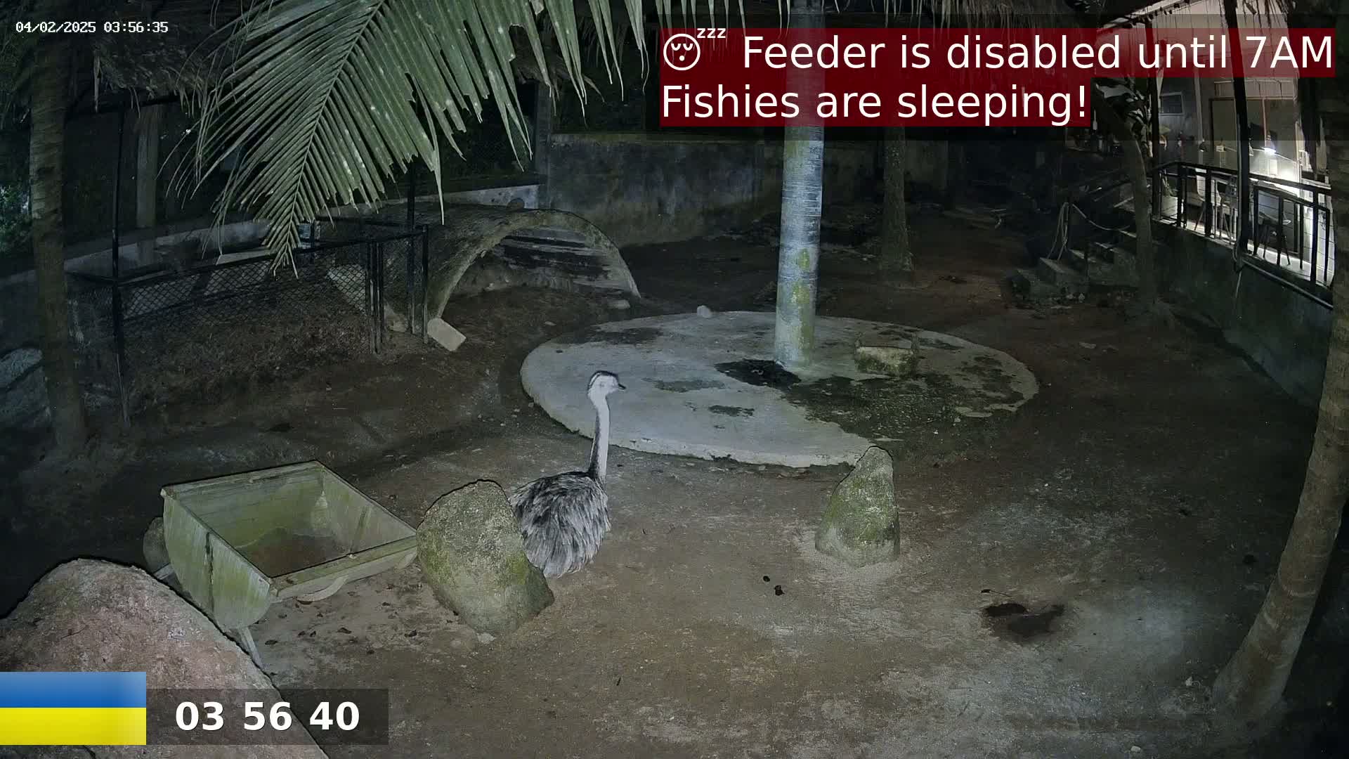 A rhea stands in a dark, outdoor enclosure at night near a small, empty cart.