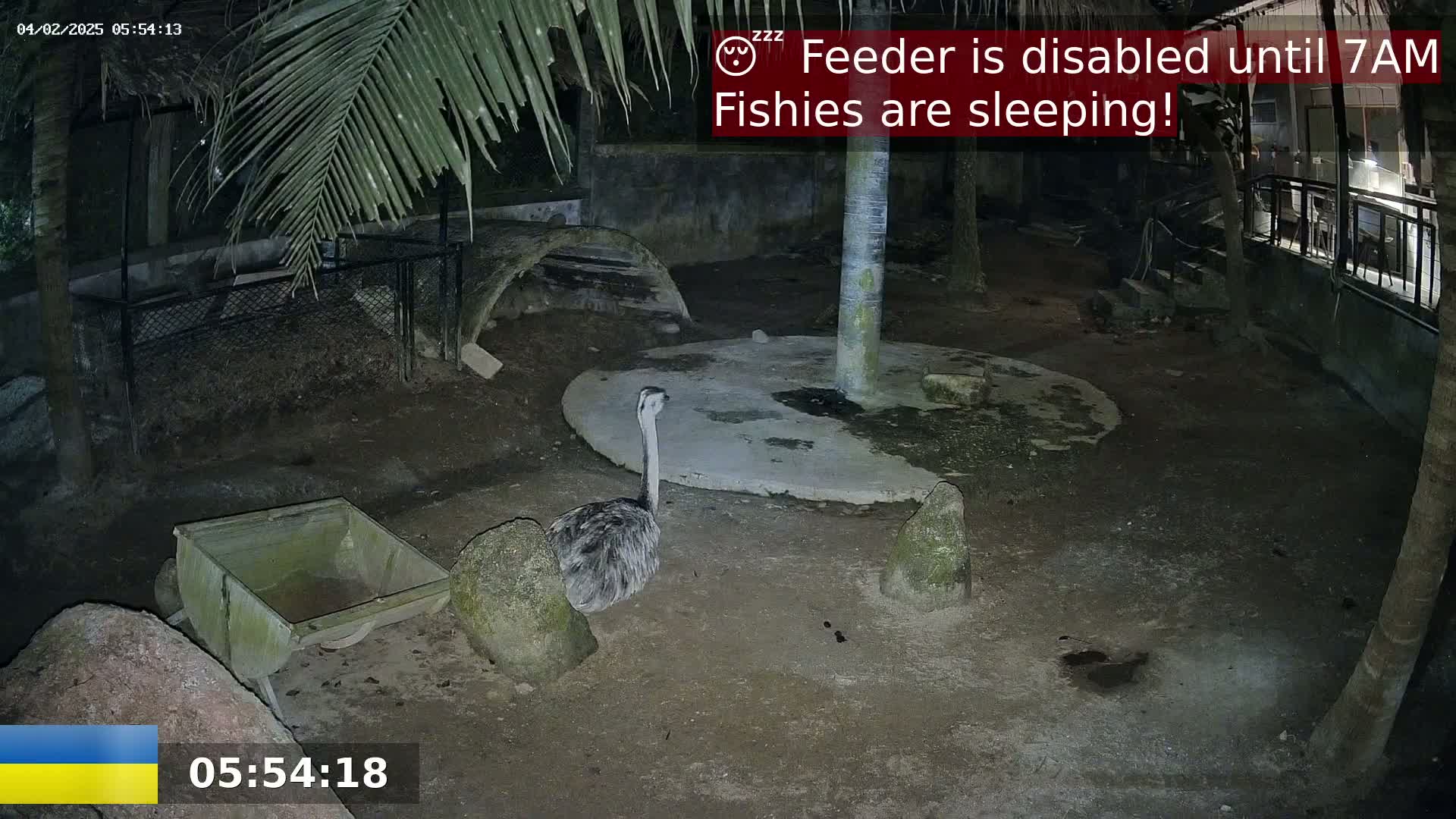 An emu stands in a dark, outdoor enclosure at night.