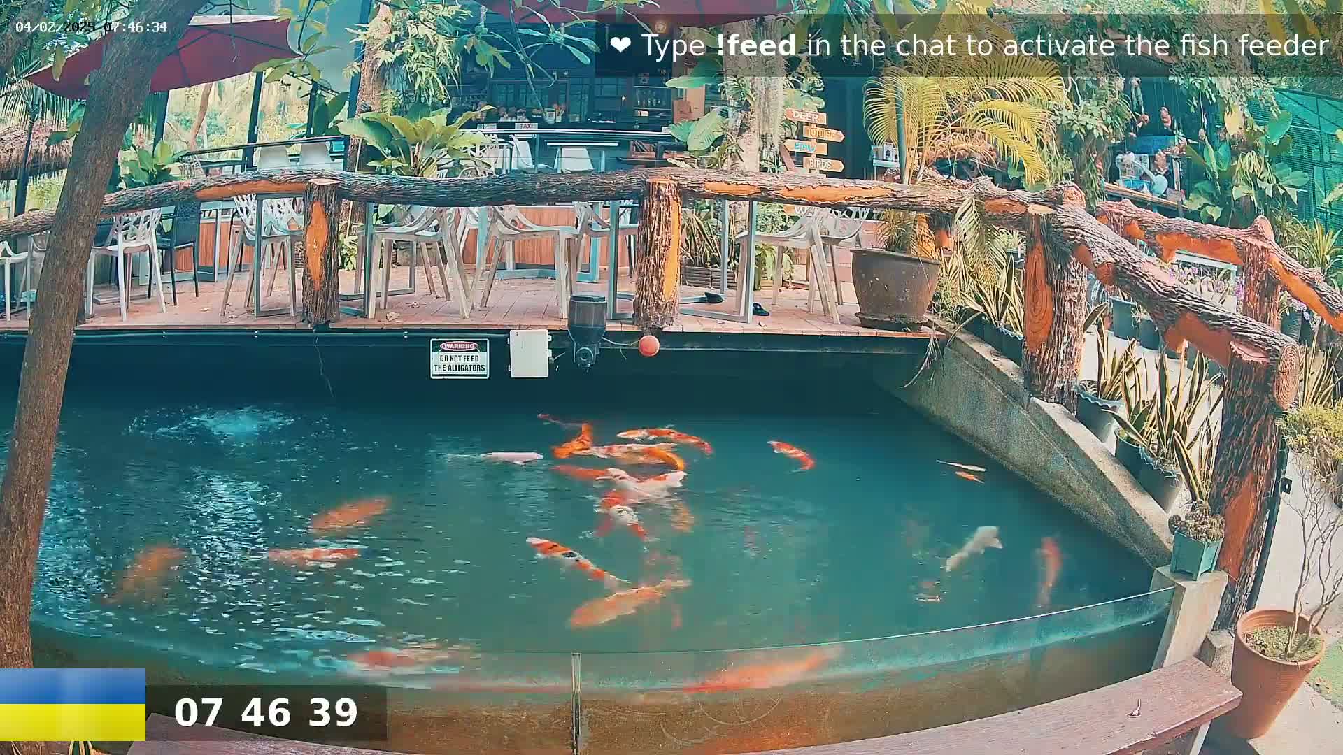 Several colorful koi swim in a pond next to an outdoor restaurant with wooden railings and seating under a partially shaded area.
