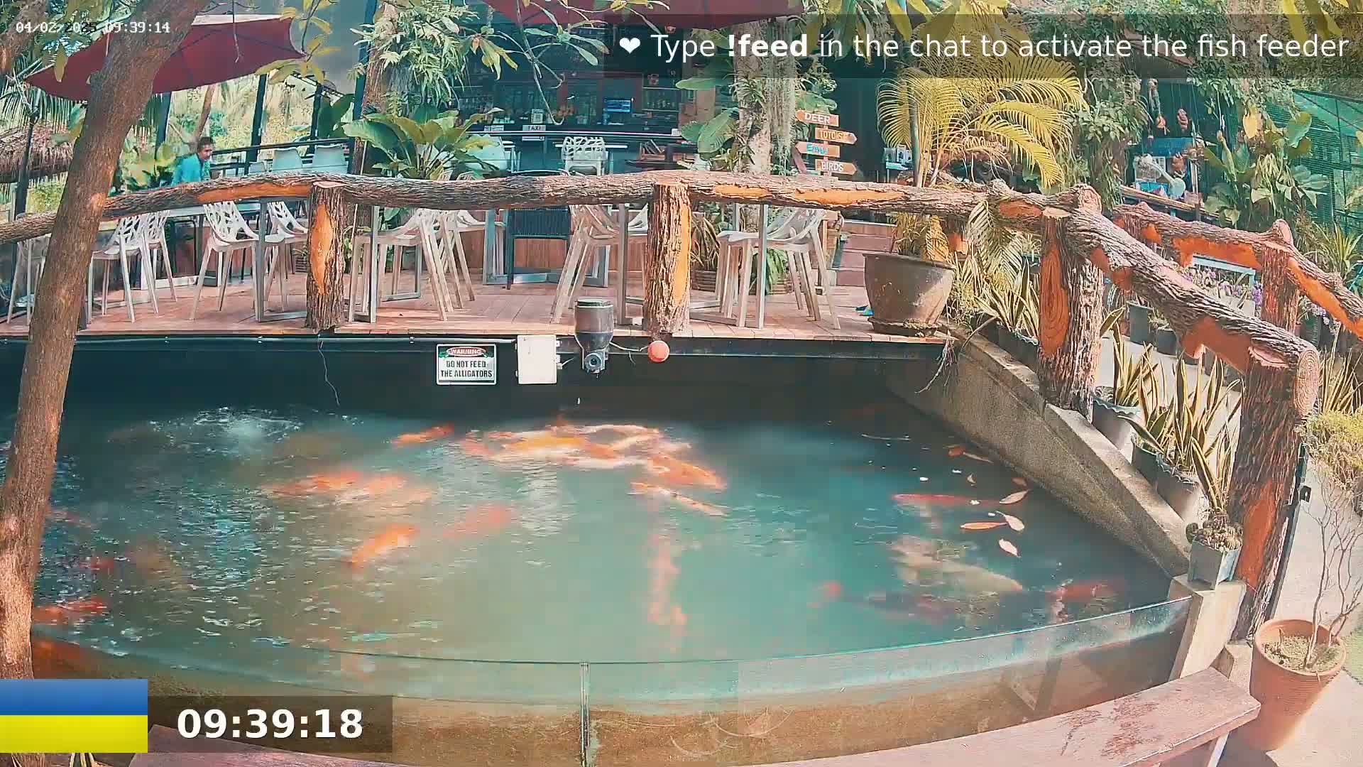 A koi pond with many orange fish is situated below an outdoor patio with wooden railings and several empty tables and chairs.