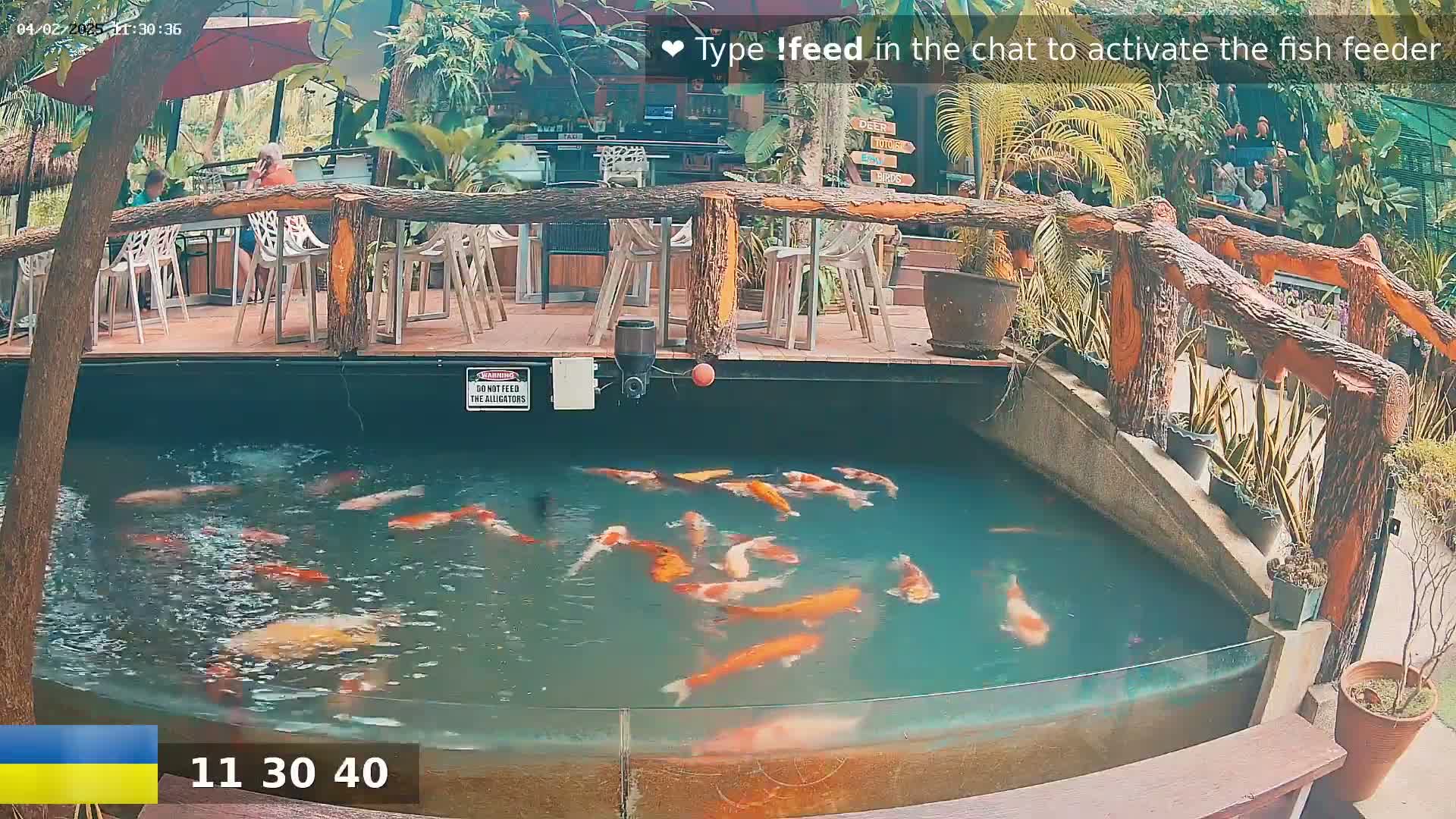 A pond containing numerous koi fish is situated next to an outdoor restaurant with wooden railings and seating under a partly shaded patio.