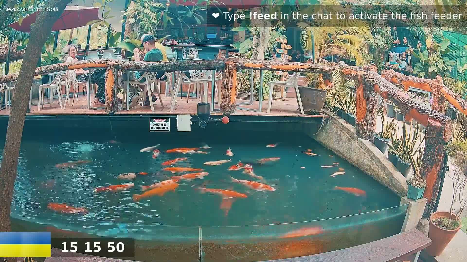 Many orange and white koi swim in a pond next to an outdoor restaurant with people seated at tables.