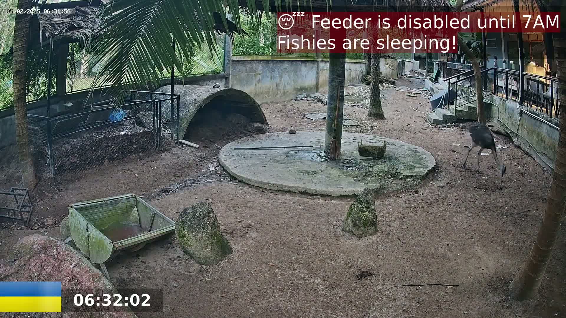 A large bird walks in a sandy enclosure containing several structures, including a small cart, rock formations, and a covered area, under the shade of palm trees.