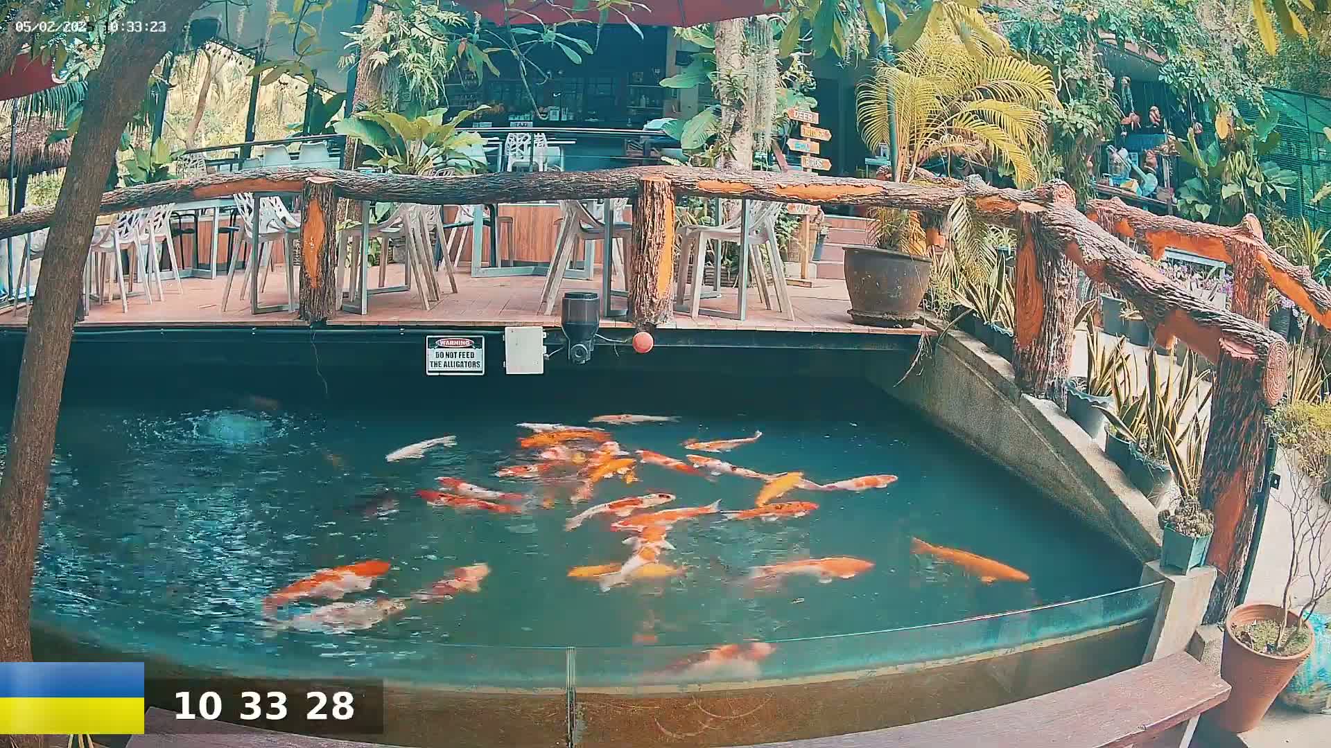 A koi pond filled with orange and white fish is situated below an outdoor patio with wooden railings and several tables and chairs, surrounded by lush green tropical plants.