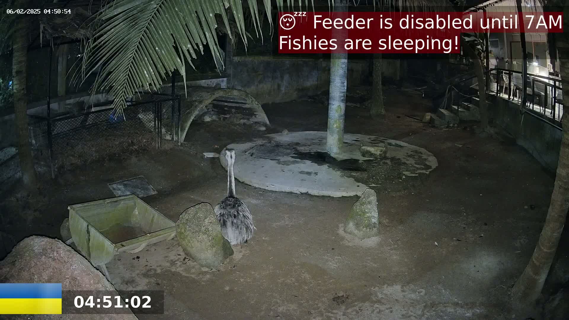 A ratite bird stands in a dark, outdoor enclosure at night, near a small cart and several rocks.