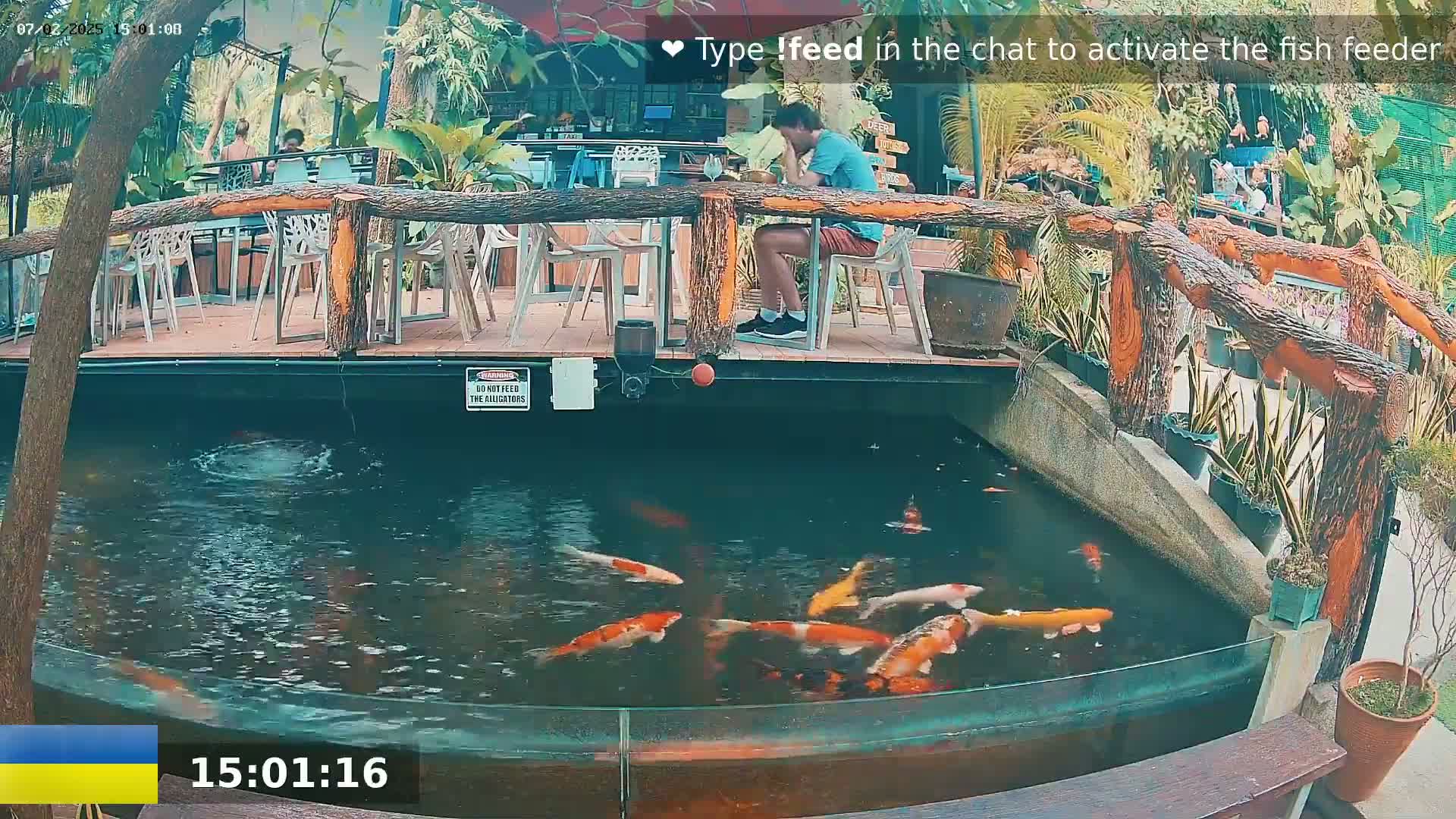Koi fish swim in a pond beneath an outdoor restaurant patio where a man sits at a table.