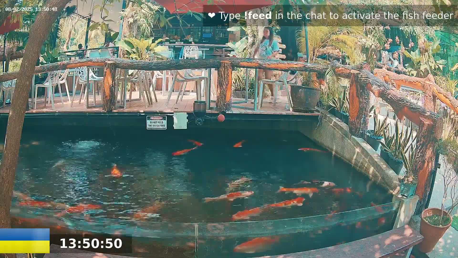 Koi fish swim in a pond next to an outdoor restaurant with a wooden deck and surrounding tropical plants under a sunny sky.