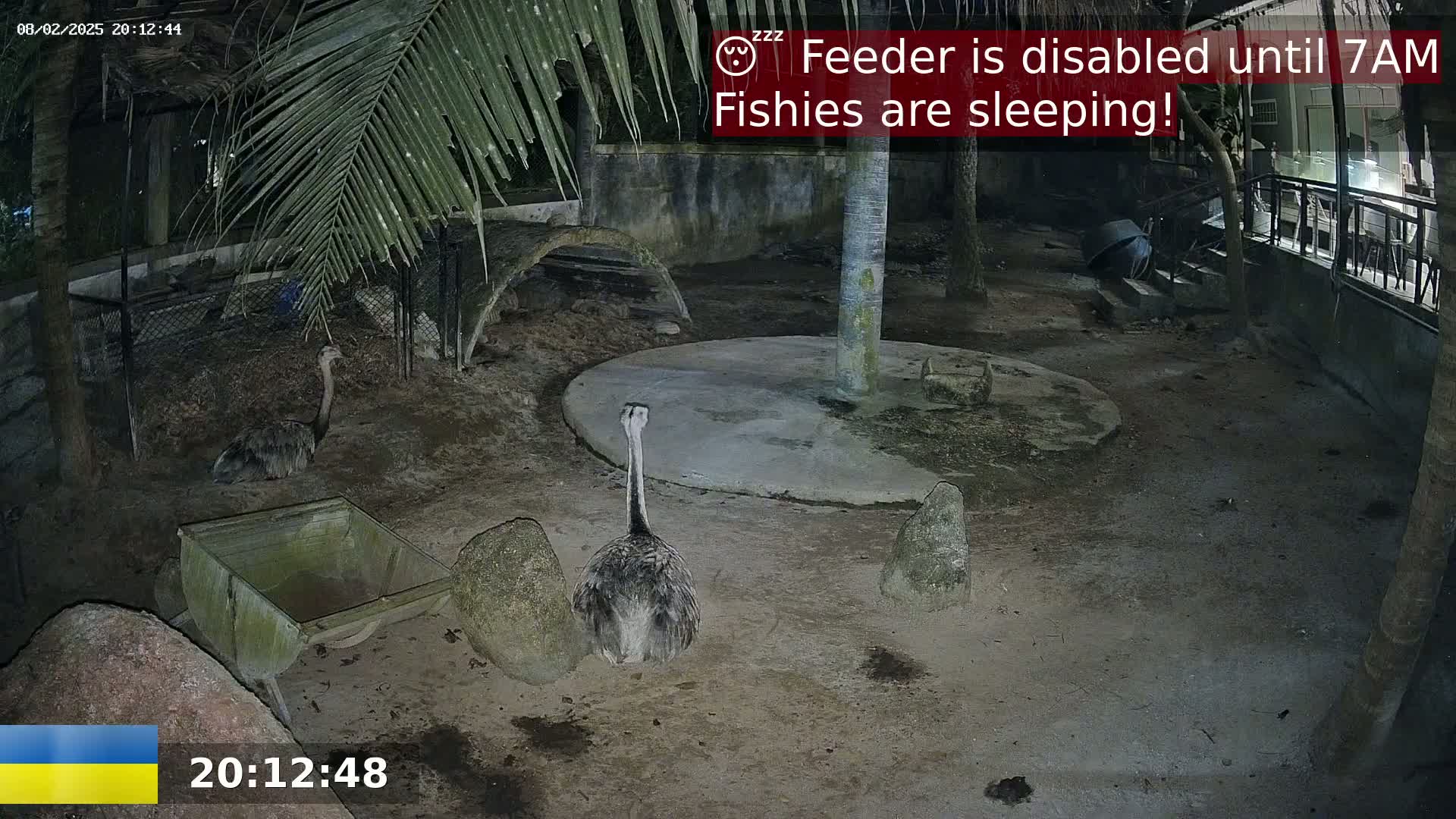 At night, under palm trees, two rheas are seen in an enclosure with rocks and a wheelbarrow.