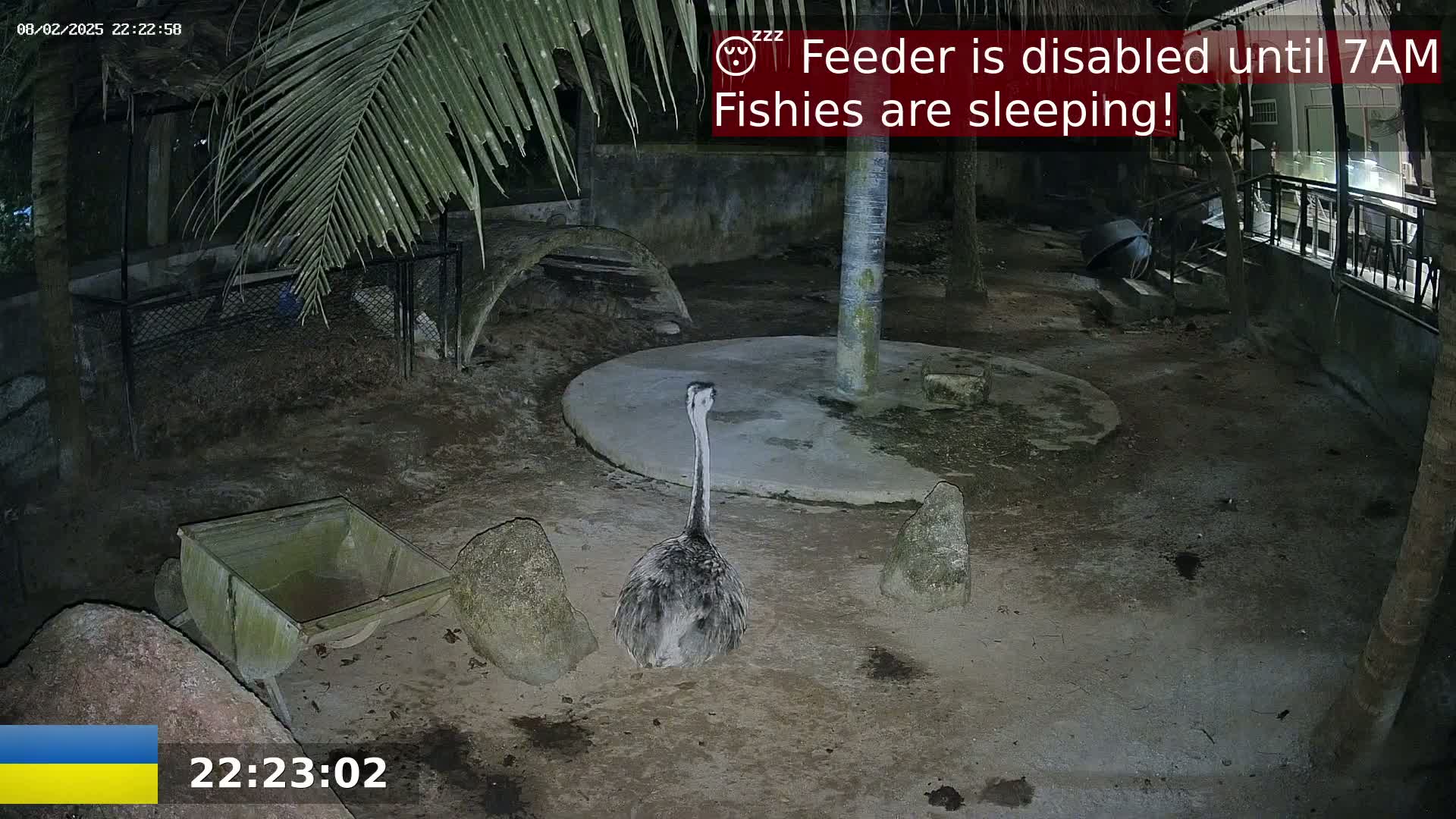 At night, an ostrich-like bird stands in a dirt enclosure under a palm tree.