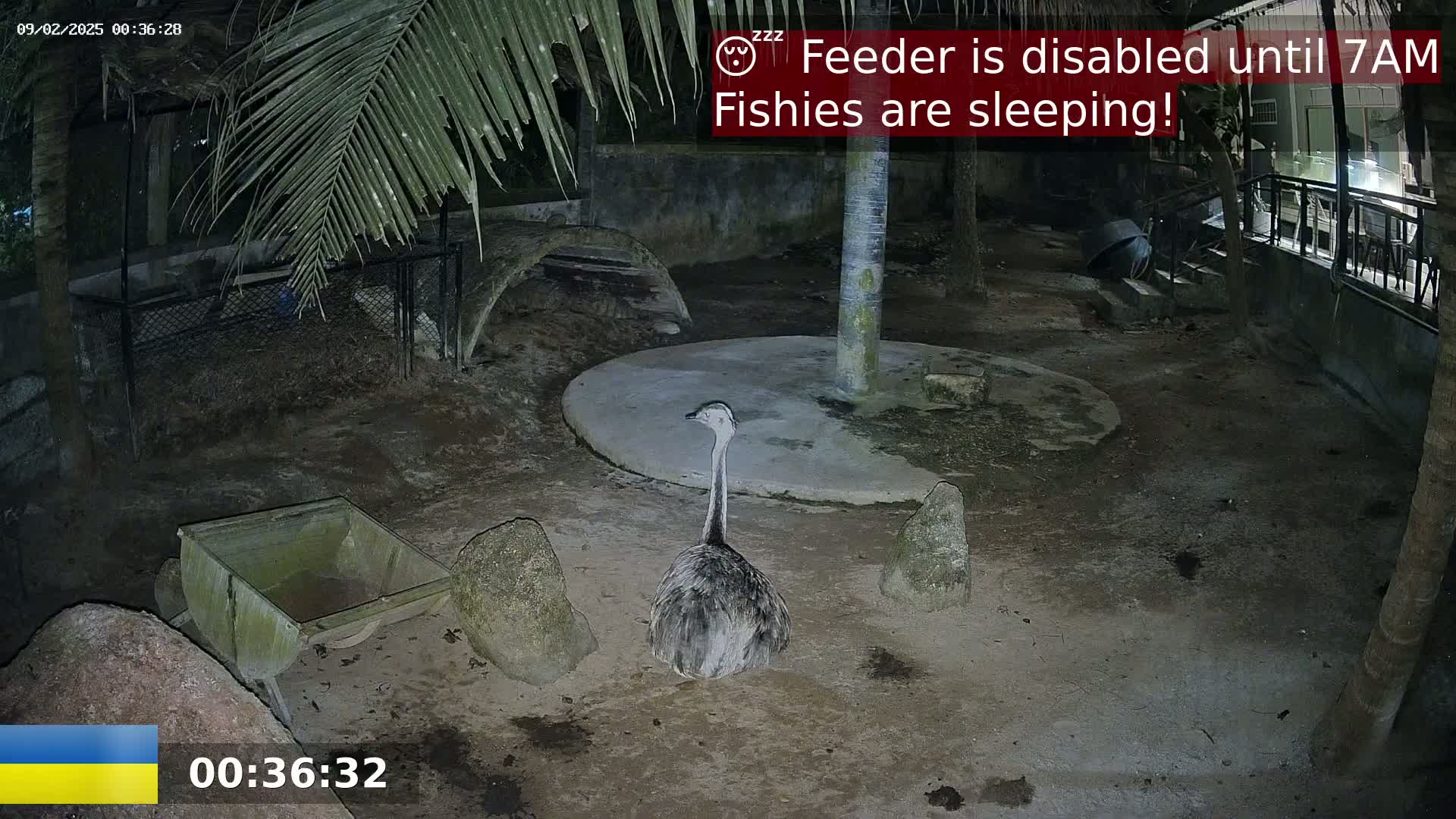 At night, a rhea sits on the ground in an enclosure with rocks, a small cart, and a palm tree.