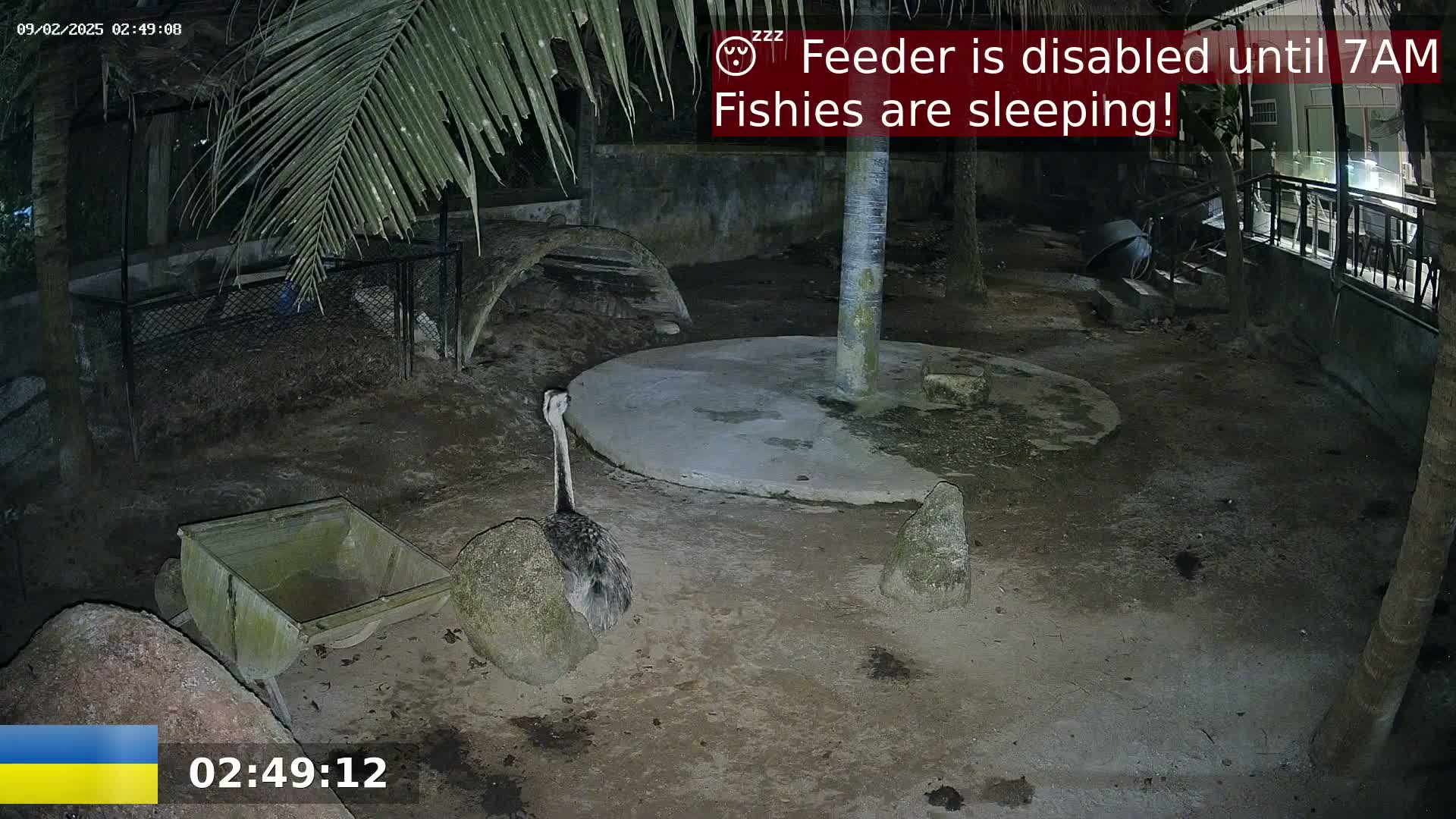 At night, an emu stands near a small wheelbarrow in a dirt enclosure partially shaded by palm fronds.