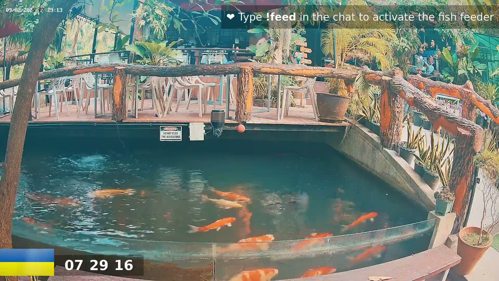 Koi swim in a partially enclosed pond beneath an outdoor patio with wooden railings and potted plants.