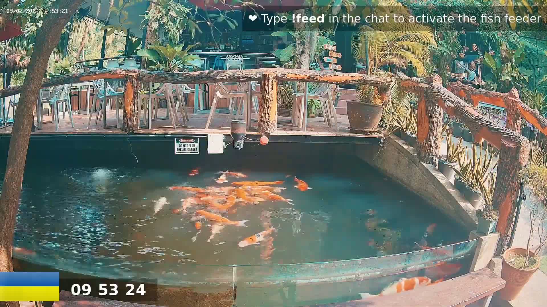 A koi pond with many orange and white fish is situated beneath an outdoor patio with wooden railings and plastic chairs, all in bright sunlight.
