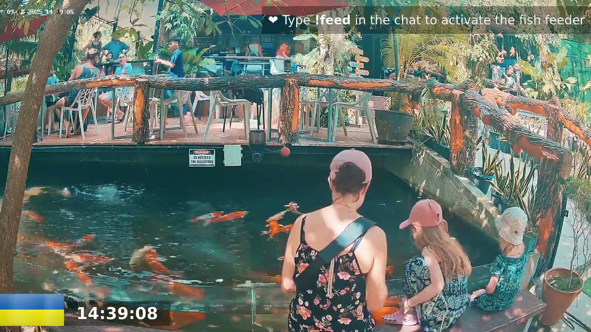 Koi fish swim in a pond next to an outdoor restaurant with people seated at tables under a partly shaded patio.
