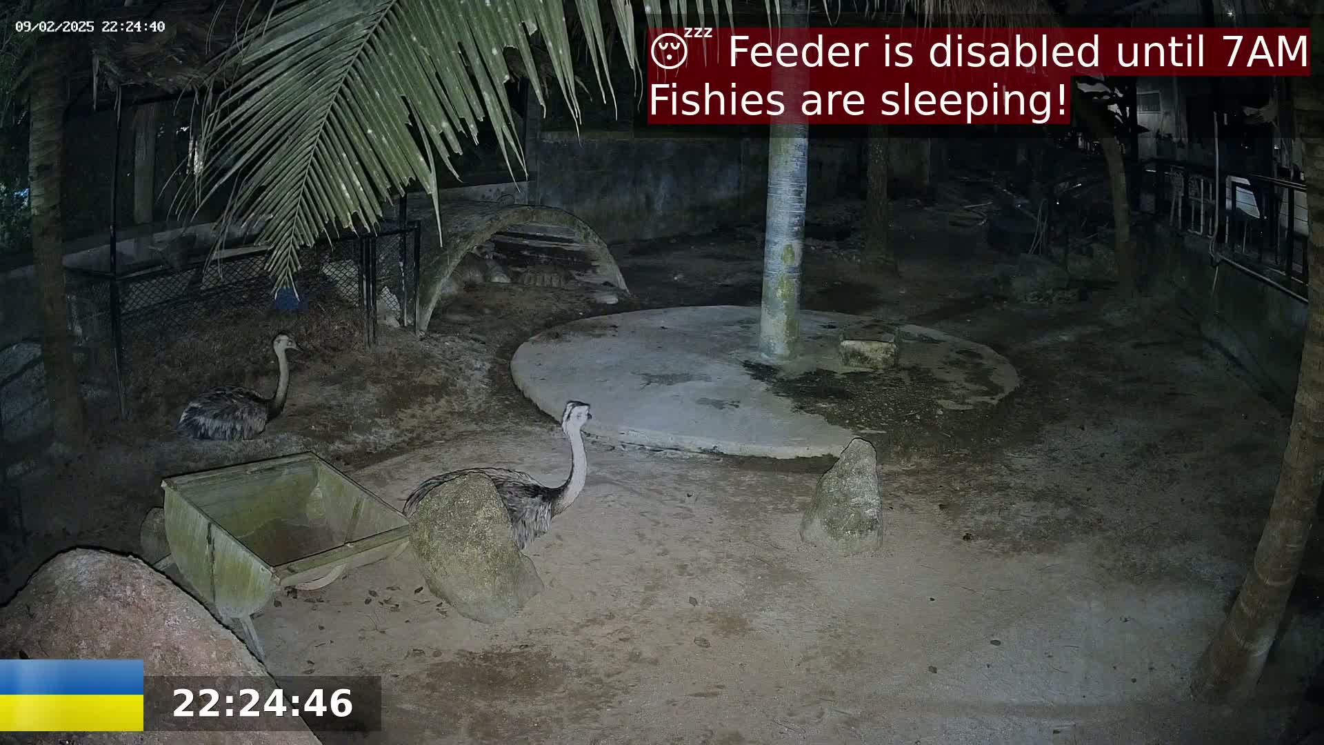 Two rheas are visible in a dark, outdoor enclosure at night.