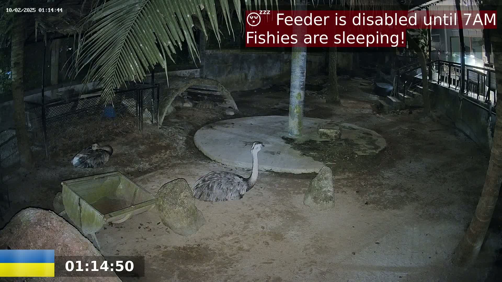 Two rheas are resting on the ground at night in an enclosure, under a palm tree, next to a small trough.