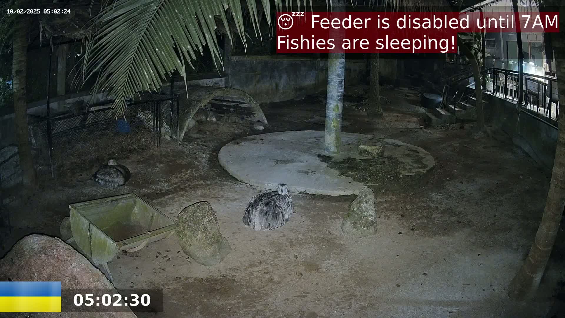 Two emus are resting on the ground at night in an outdoor enclosure, under palm trees and near a small, empty cart.
