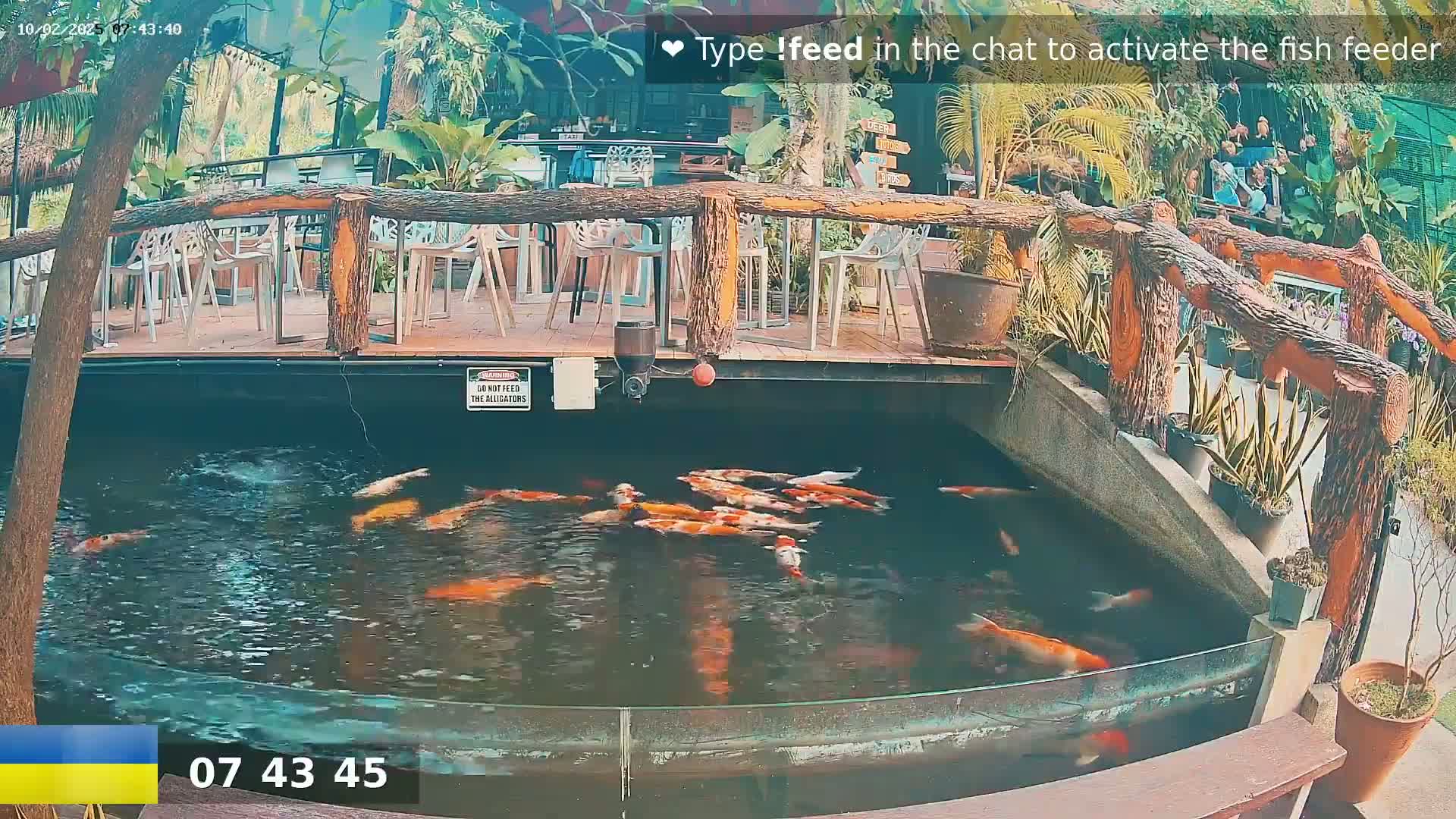 A koi pond with numerous orange and white koi fish is situated beneath a wooden deck with outdoor seating amidst lush green plants.
