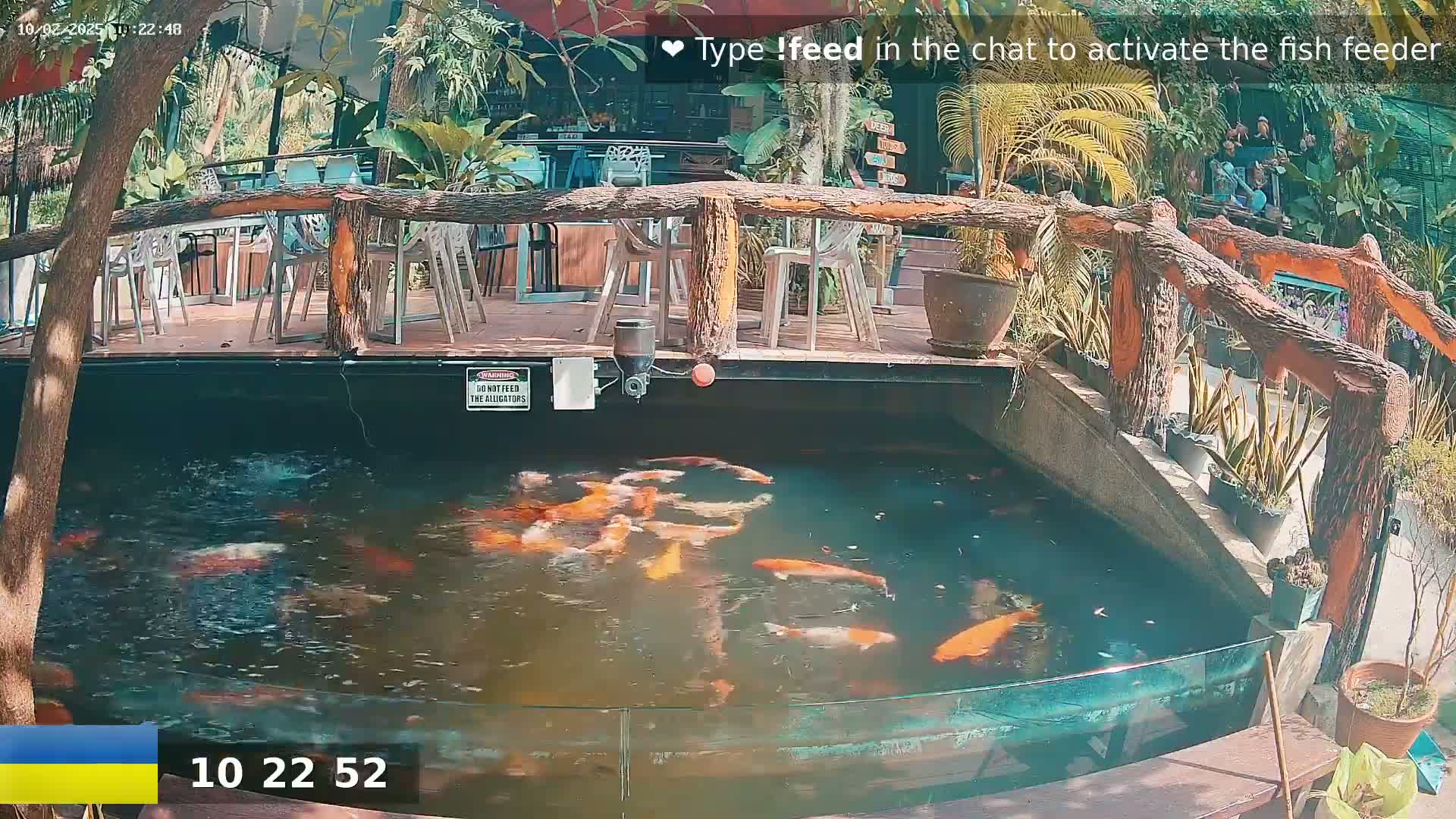 Koi fish swim in a pond beside an outdoor patio with wooden railings and several empty chairs.