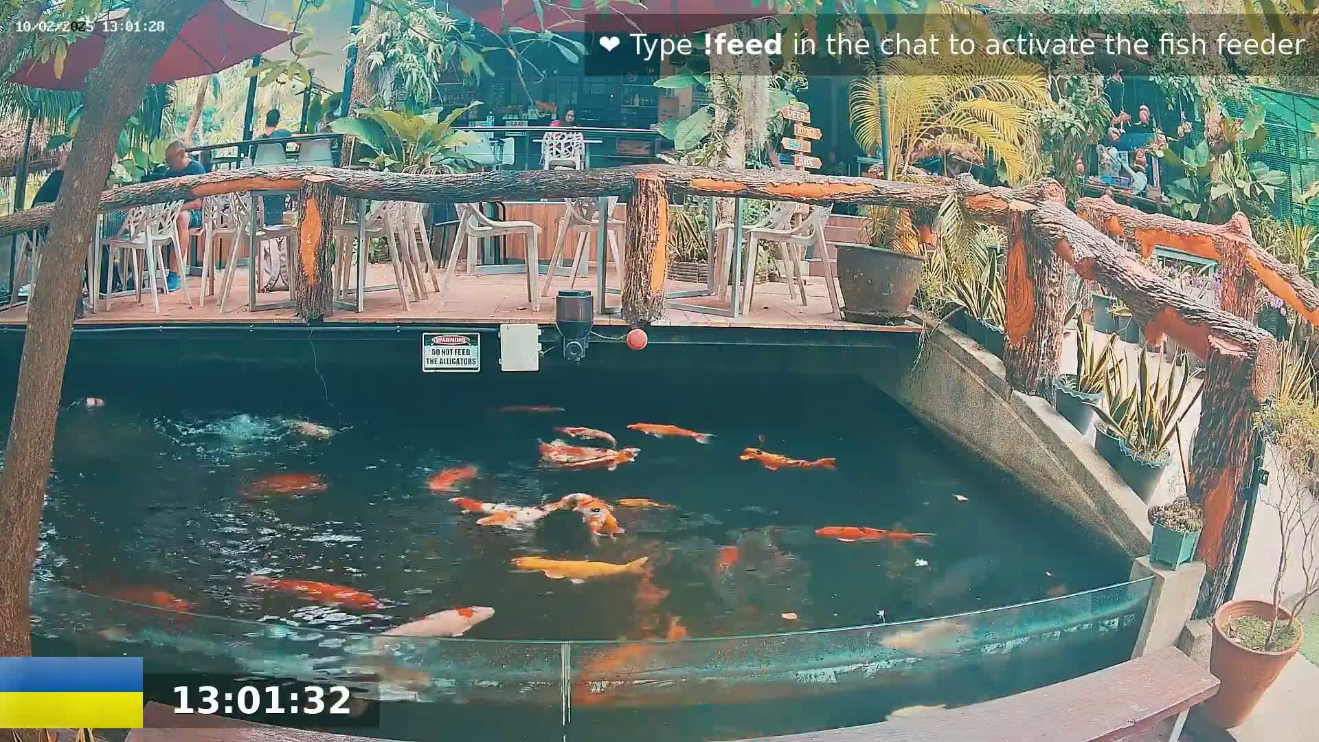 Koi fish swim in a pond surrounded by an outdoor patio with wooden railings and potted plants on a sunny day.
