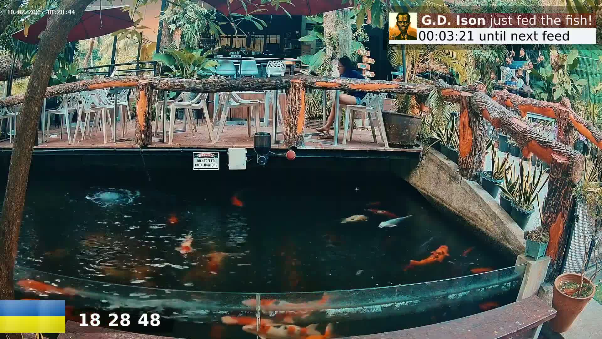 Koi fish swim in a dark pond below an outdoor patio with a wooden railing and white chairs.
