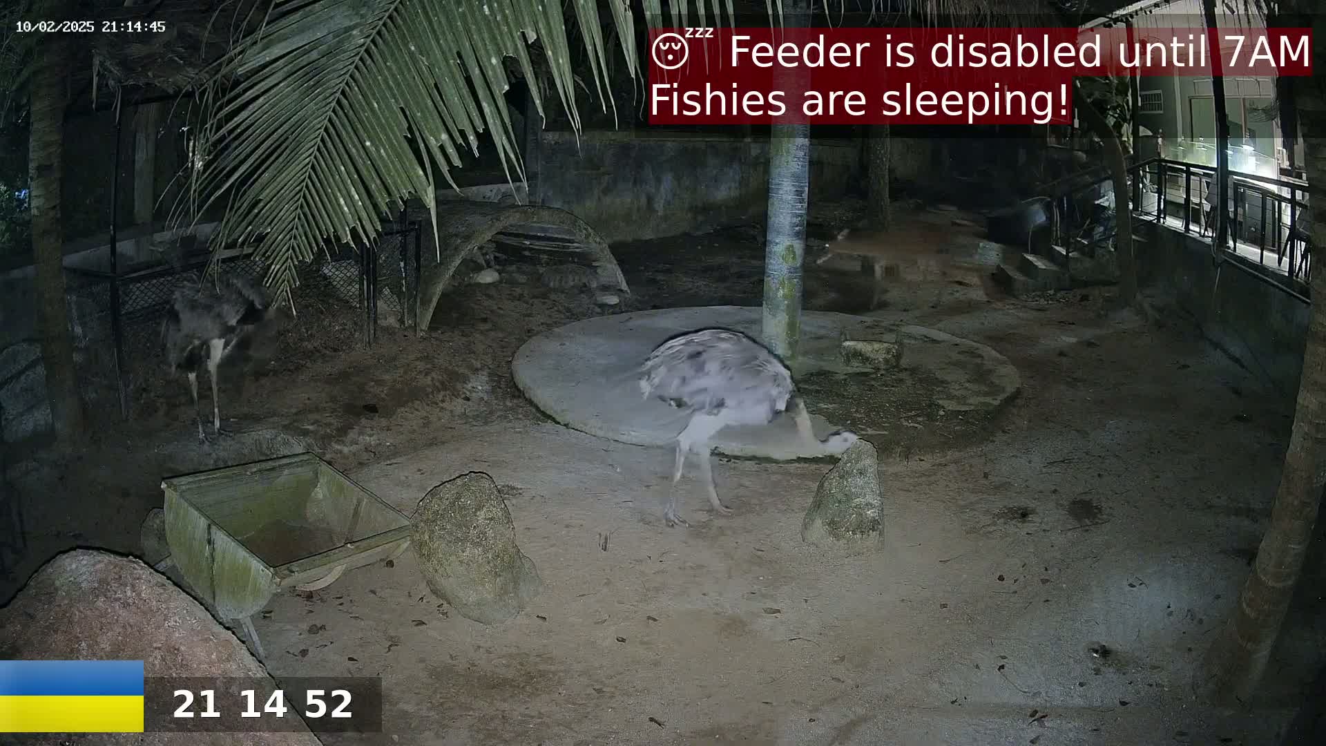 Two rheas are in a nighttime enclosure under palm fronds.