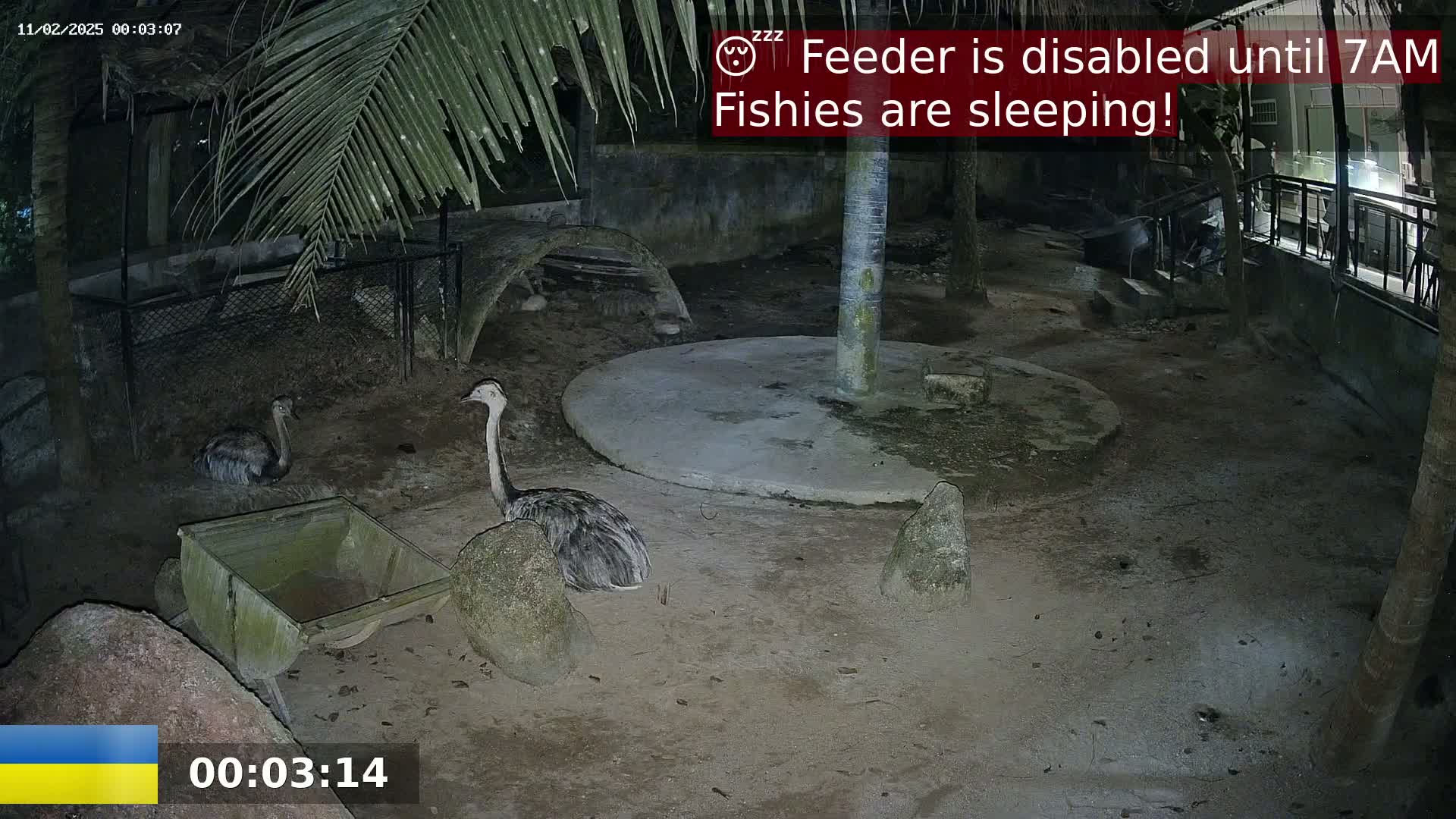 Two rheas are visible at night in an enclosure with a small cart and rocks, under the cover of palm fronds.