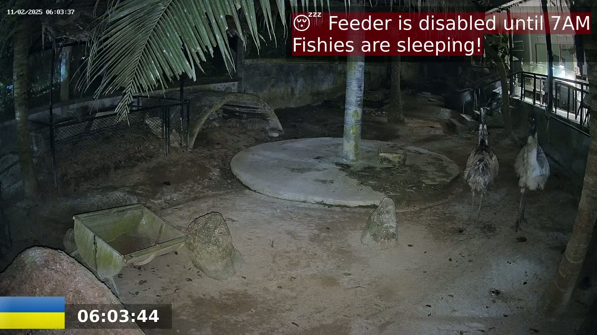 At night, two emus stand in a dirt enclosure with rocks and a small cart, under a partially visible palm tree.