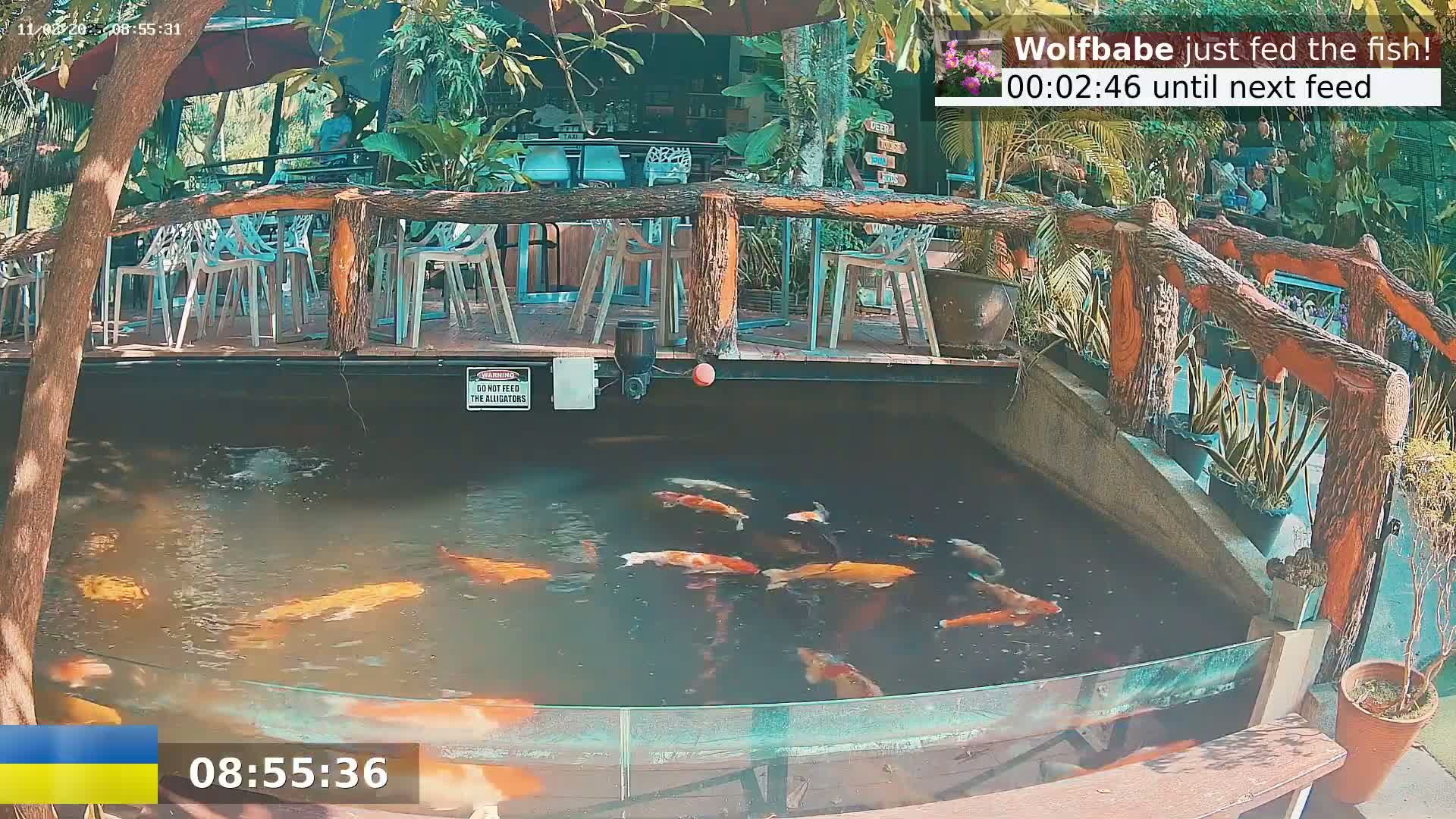 A pond of koi fish is situated next to an outdoor restaurant with a wooden railing and several empty chairs.