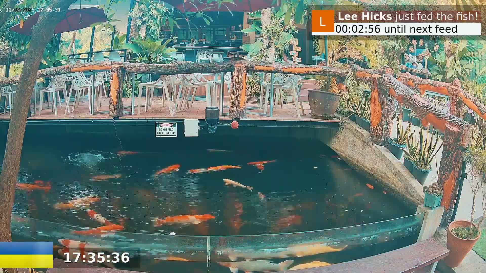 A koi pond with many colorful fish is viewed from above a wooden deck with white chairs and tables, surrounded by tropical plants under a partly sunny sky.