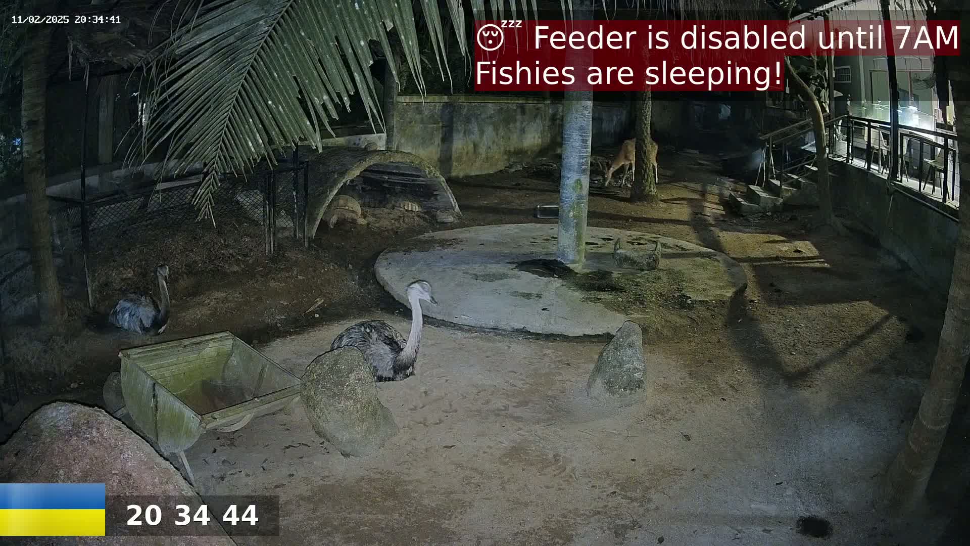 A rhea stands in a sandy enclosure at night, near a small wooden cart and rocks, with other animals visible in the background under a palm tree.