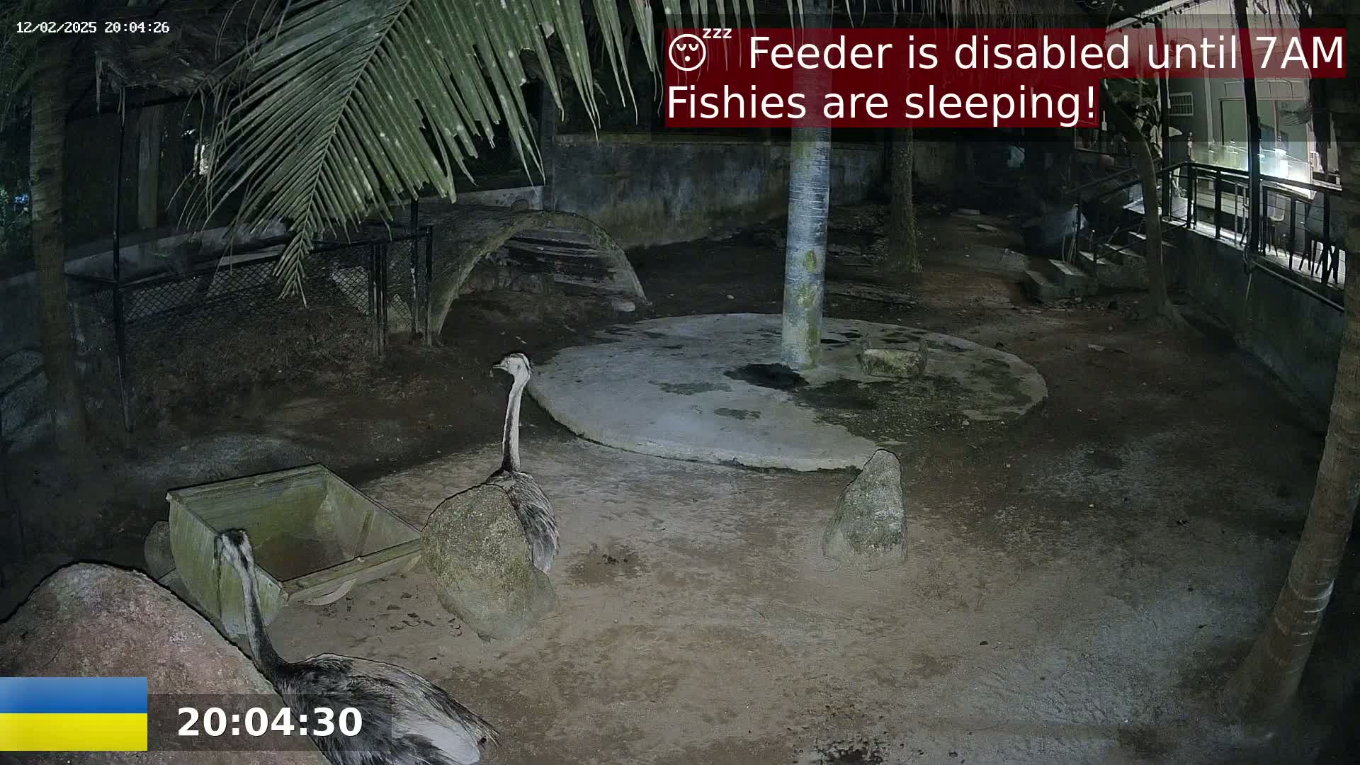 Two rheas stand near a small, empty feed trough in a dark, outdoor enclosure at night.