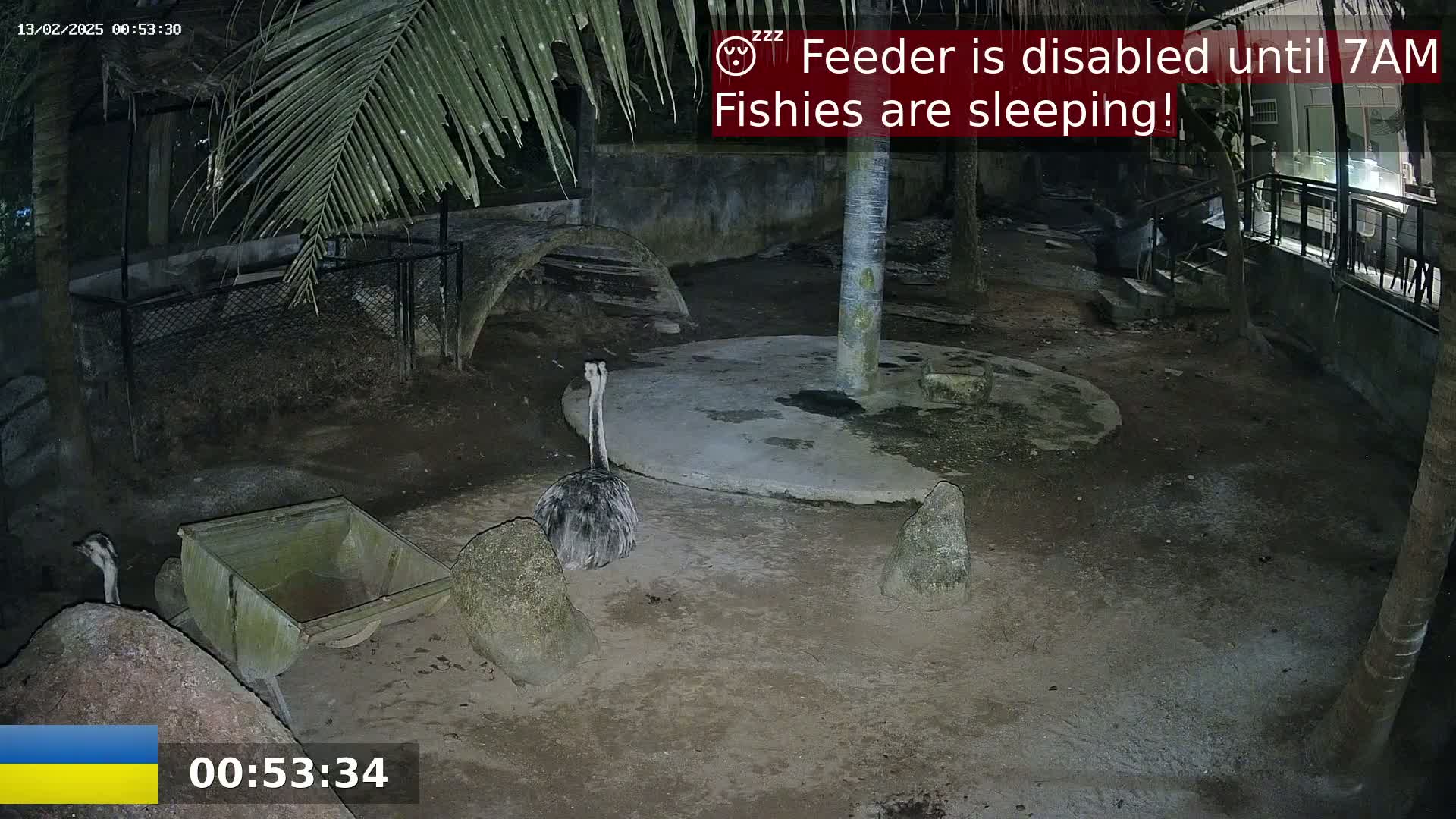 At night, an emu stands in an enclosure next to a small wooden cart, with several large rocks scattered around a concrete circle under a palm tree.