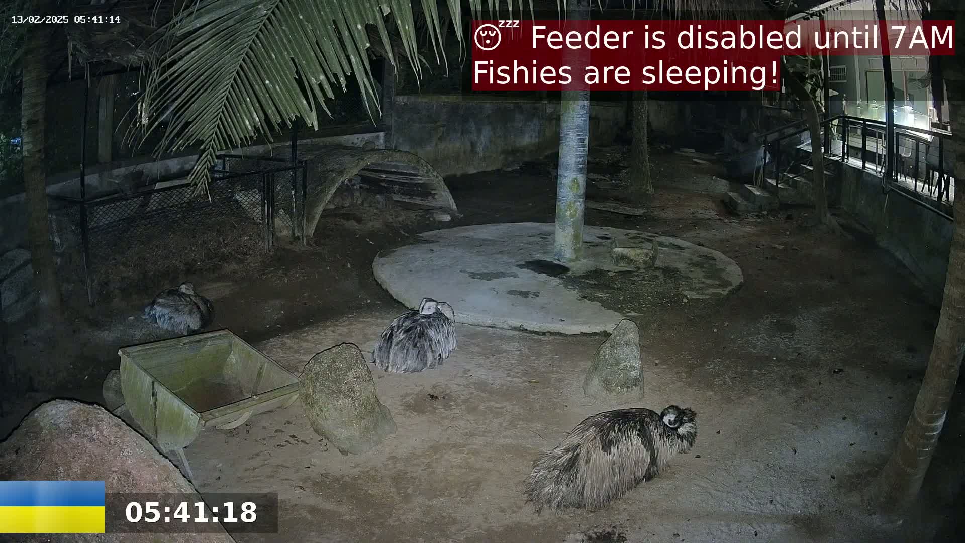 Three emus are huddled on the ground at night in a dimly lit enclosure under palm trees.