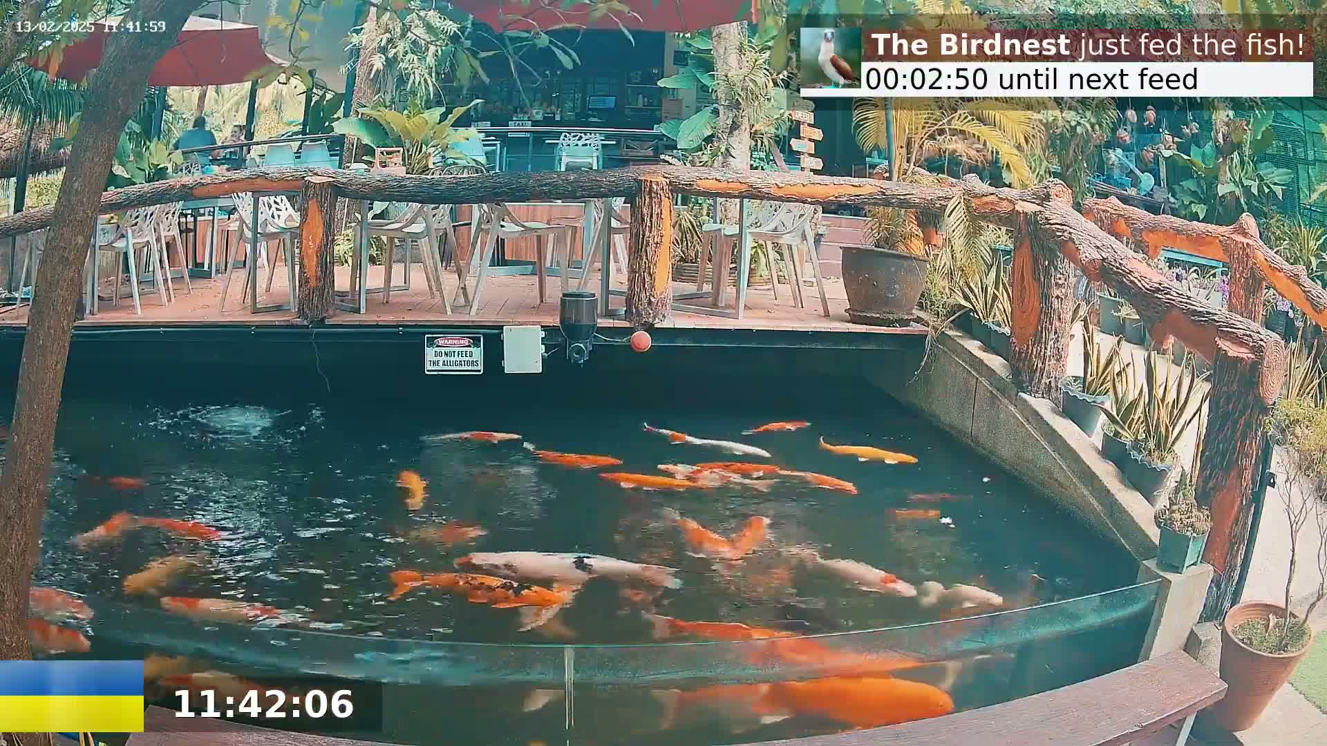 A koi pond filled with orange and white fish is situated next to an outdoor patio with wooden tables and chairs, surrounded by lush tropical plants.