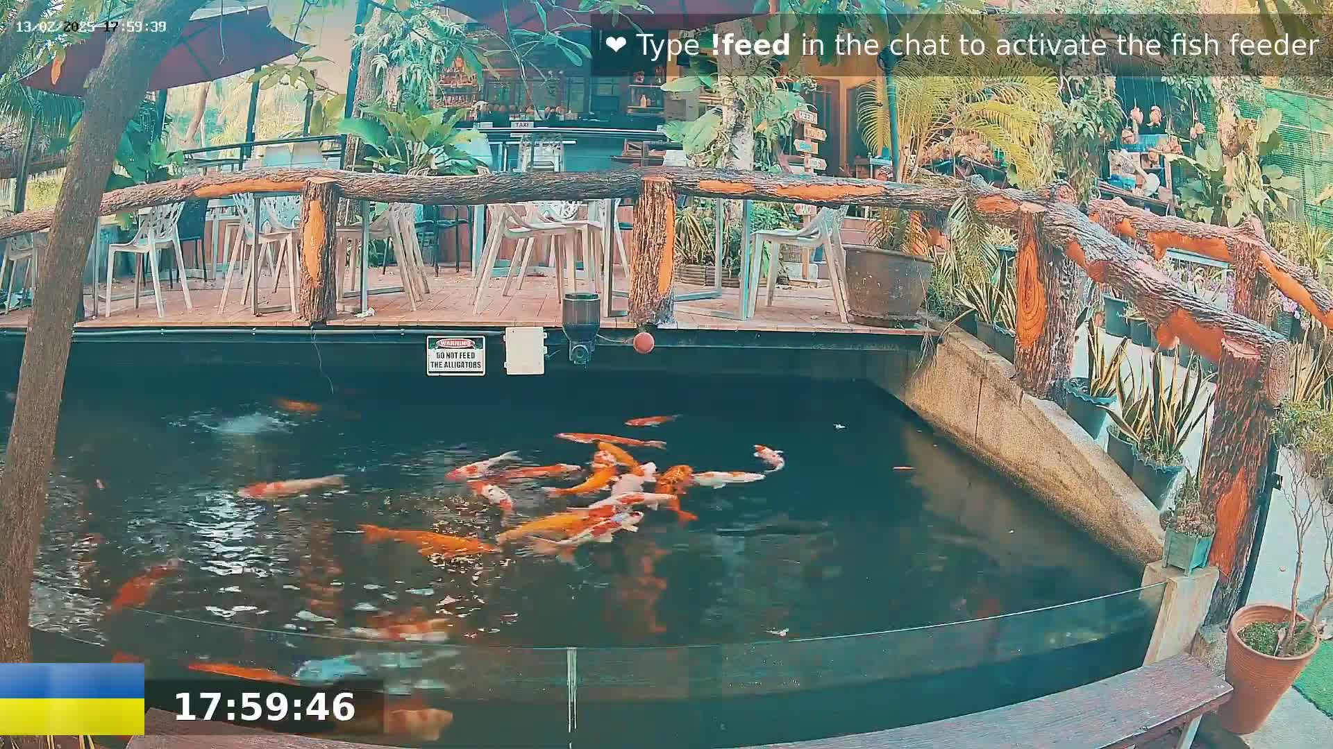 A koi pond with many orange and white fish is situated beneath an outdoor patio with wooden railings and several empty chairs.