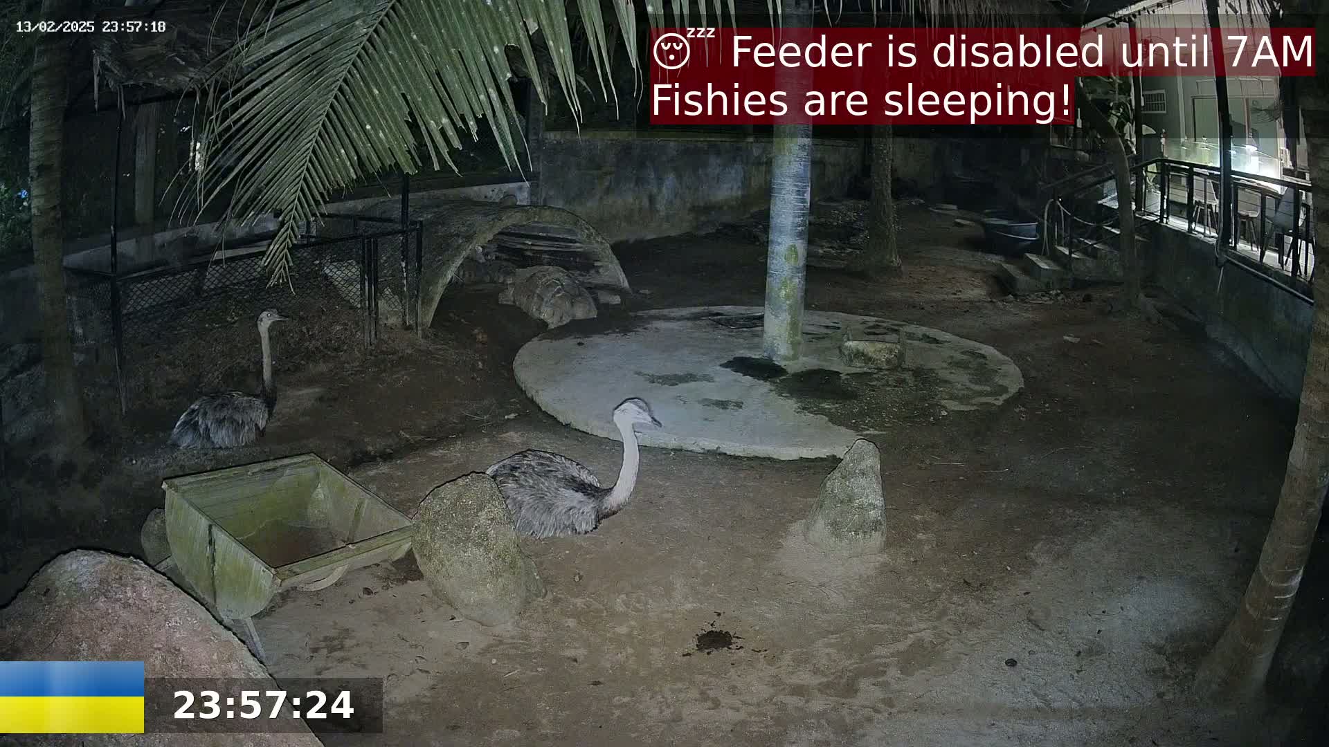 At night, two rheas stand in a dirt enclosure with rocks and a small cart, under palm fronds.