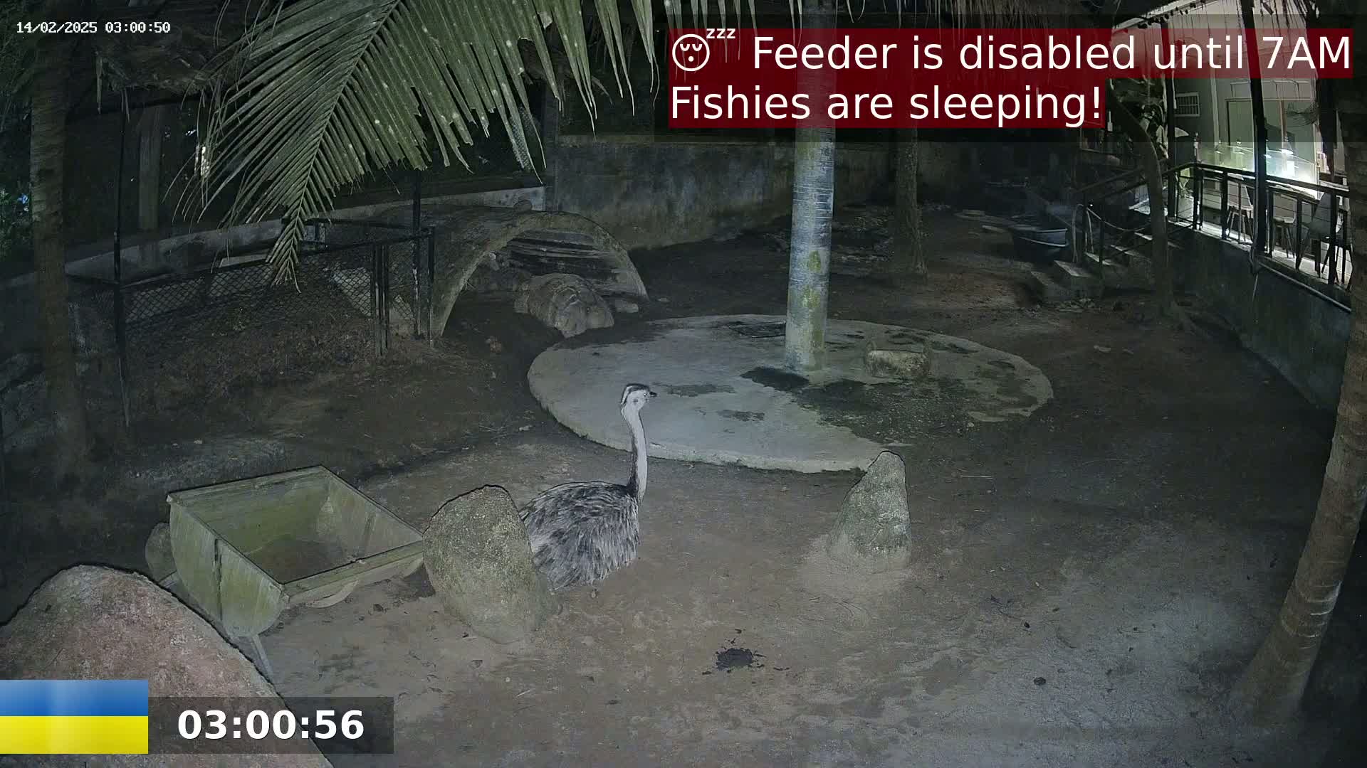 An emu stands in a dark, outdoor enclosure at night.