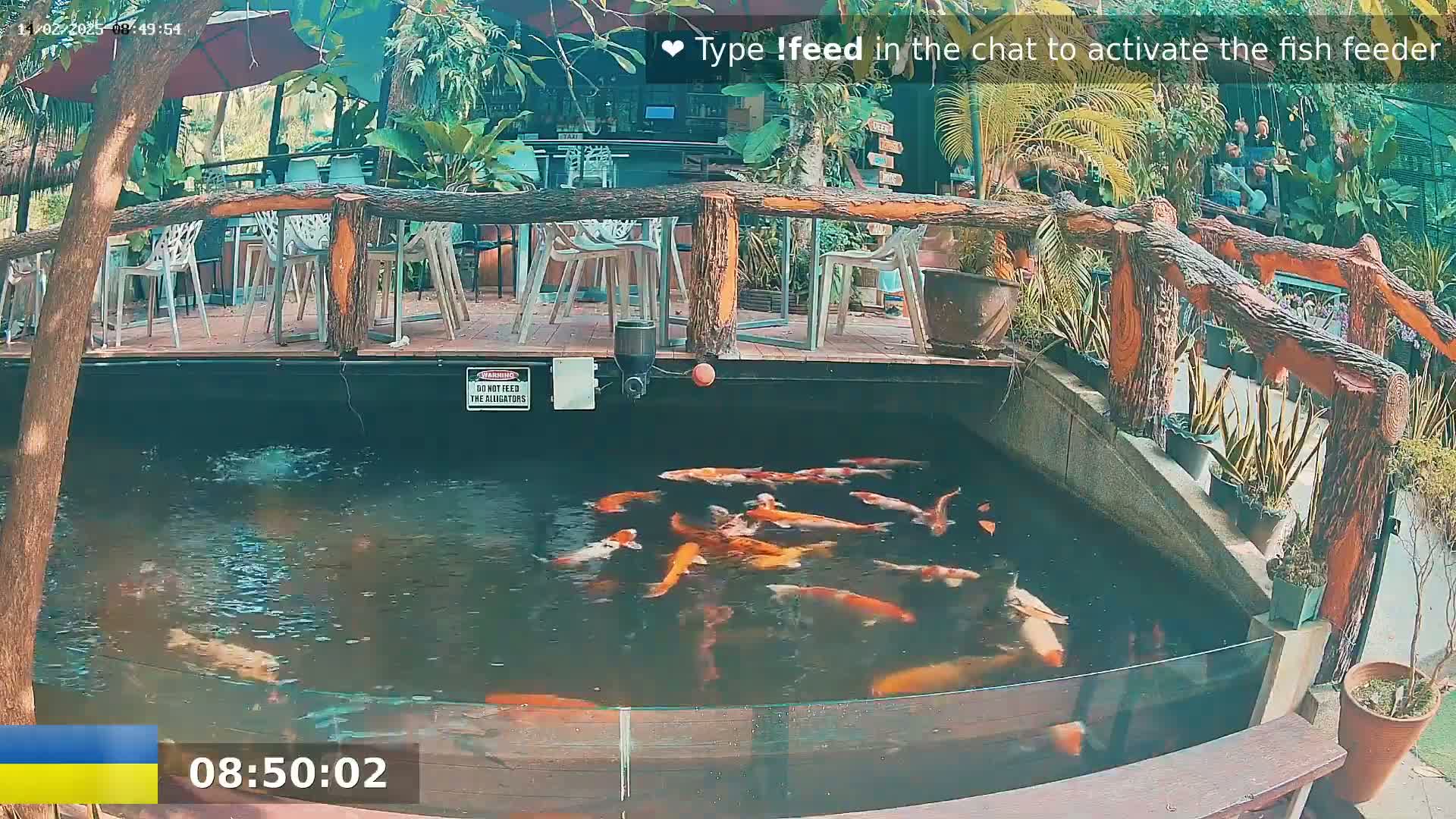 Koi fish swim in a pond next to an outdoor restaurant with a wooden deck and railing, surrounded by lush greenery.
