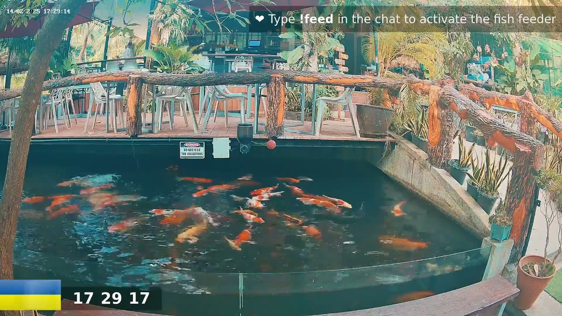 A koi pond with numerous orange and white fish is situated next to an outdoor patio with wooden tables and chairs, surrounded by lush greenery.