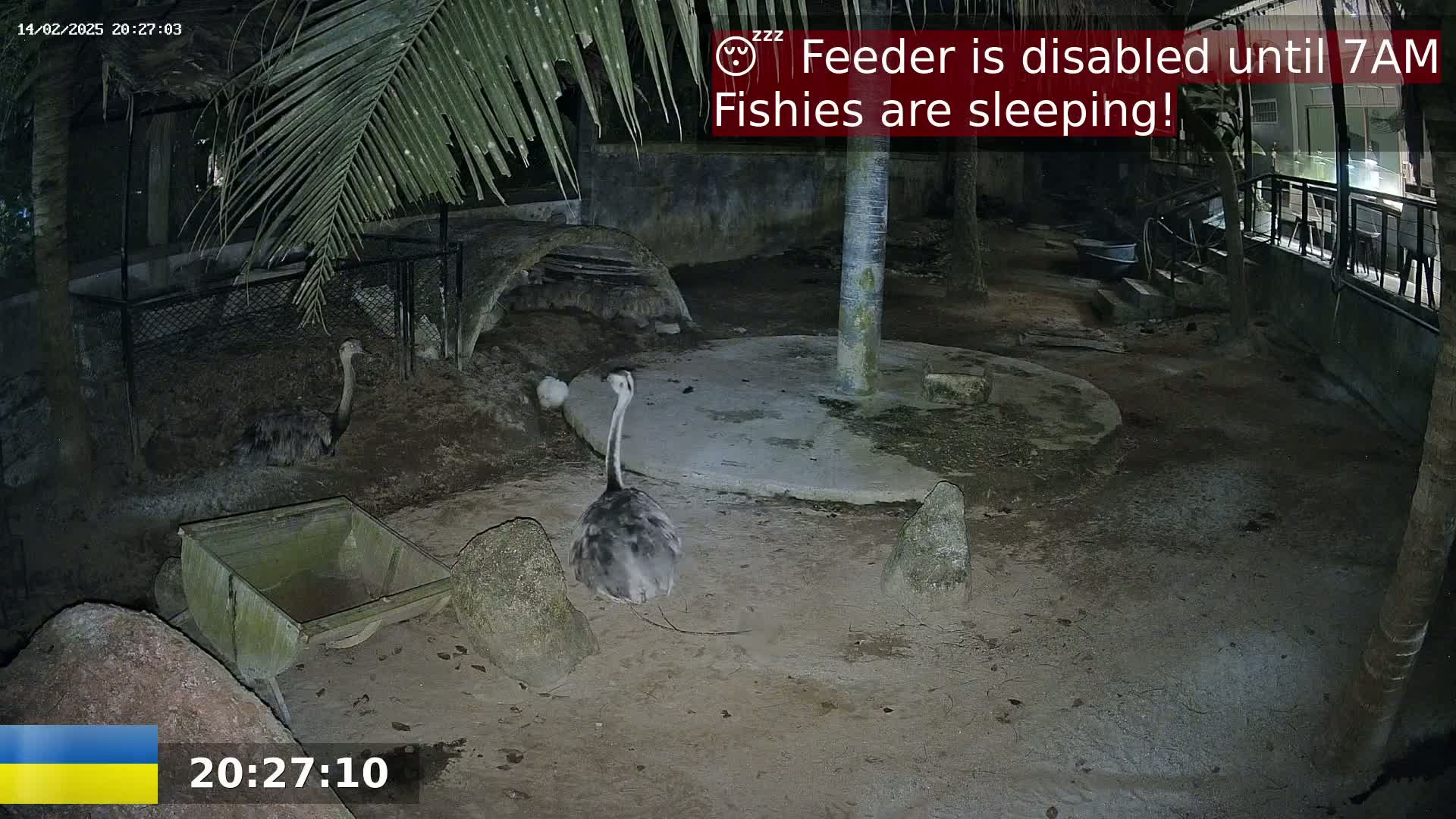 At night, several rheas are visible in an enclosure with a dirt floor, under the cover of palm fronds and trees.