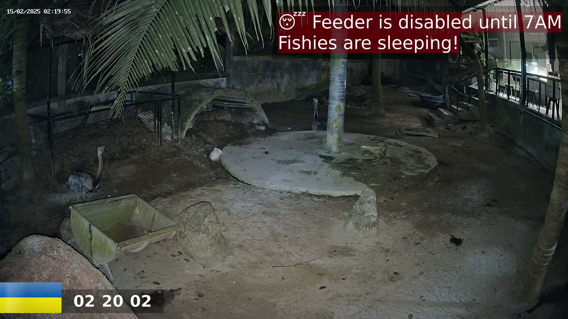 A nighttime, outdoor enclosure shows several birds, one of which resembles a rhea, near a concrete circle and rocks; a wheelbarrow sits to the side.