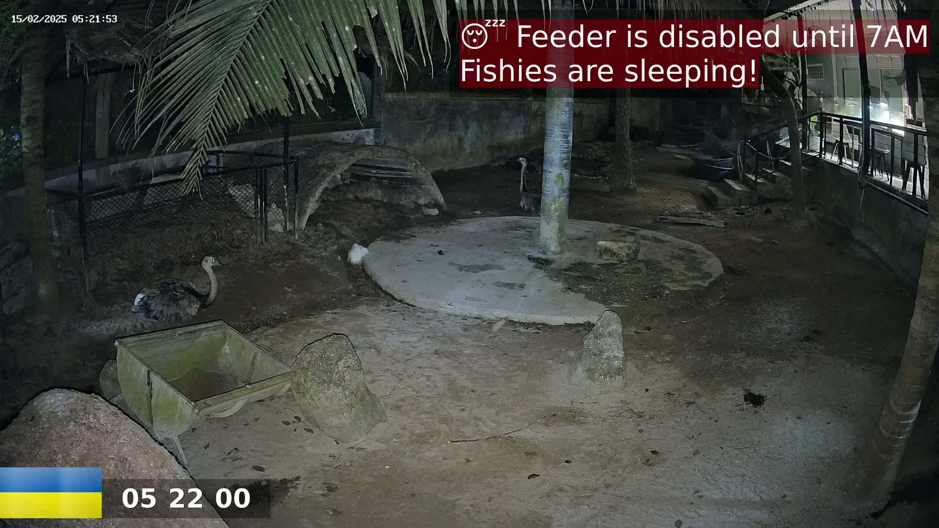 At night, several ostriches are visible in an enclosure, near a small wheelbarrow, rocks, and a concrete circle under a palm tree.