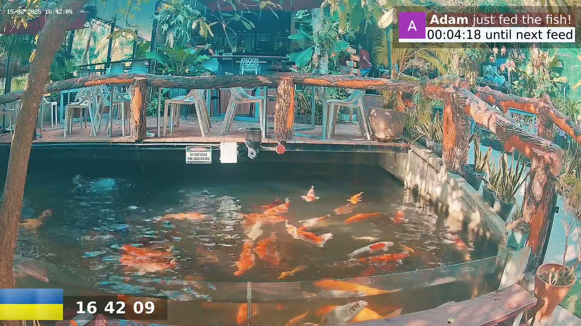A pond filled with orange and white koi fish is situated beneath an outdoor patio with wooden railings and several empty plastic chairs.